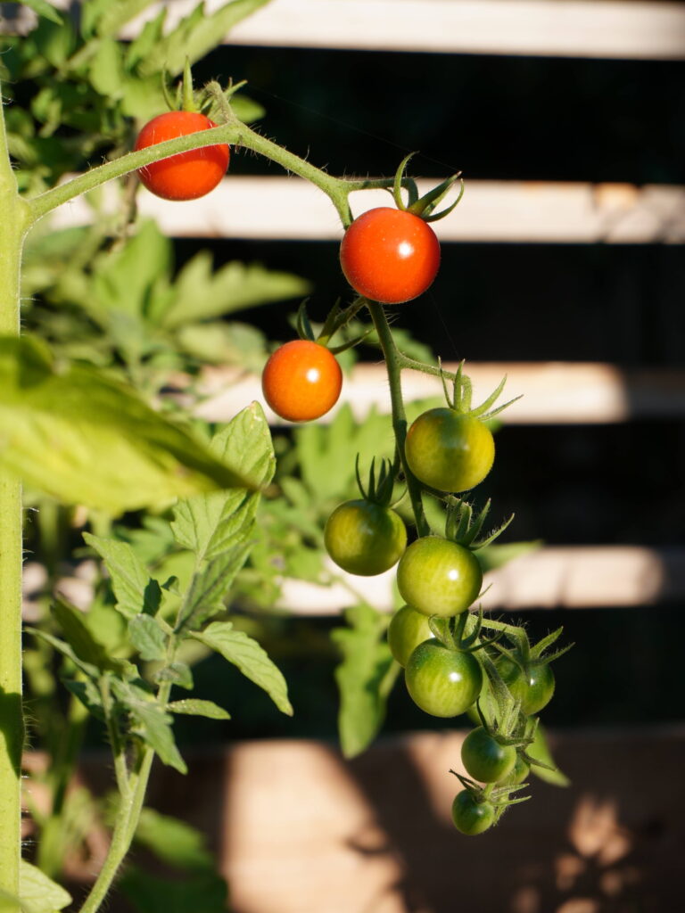 Comment bouturer les plants de tomates