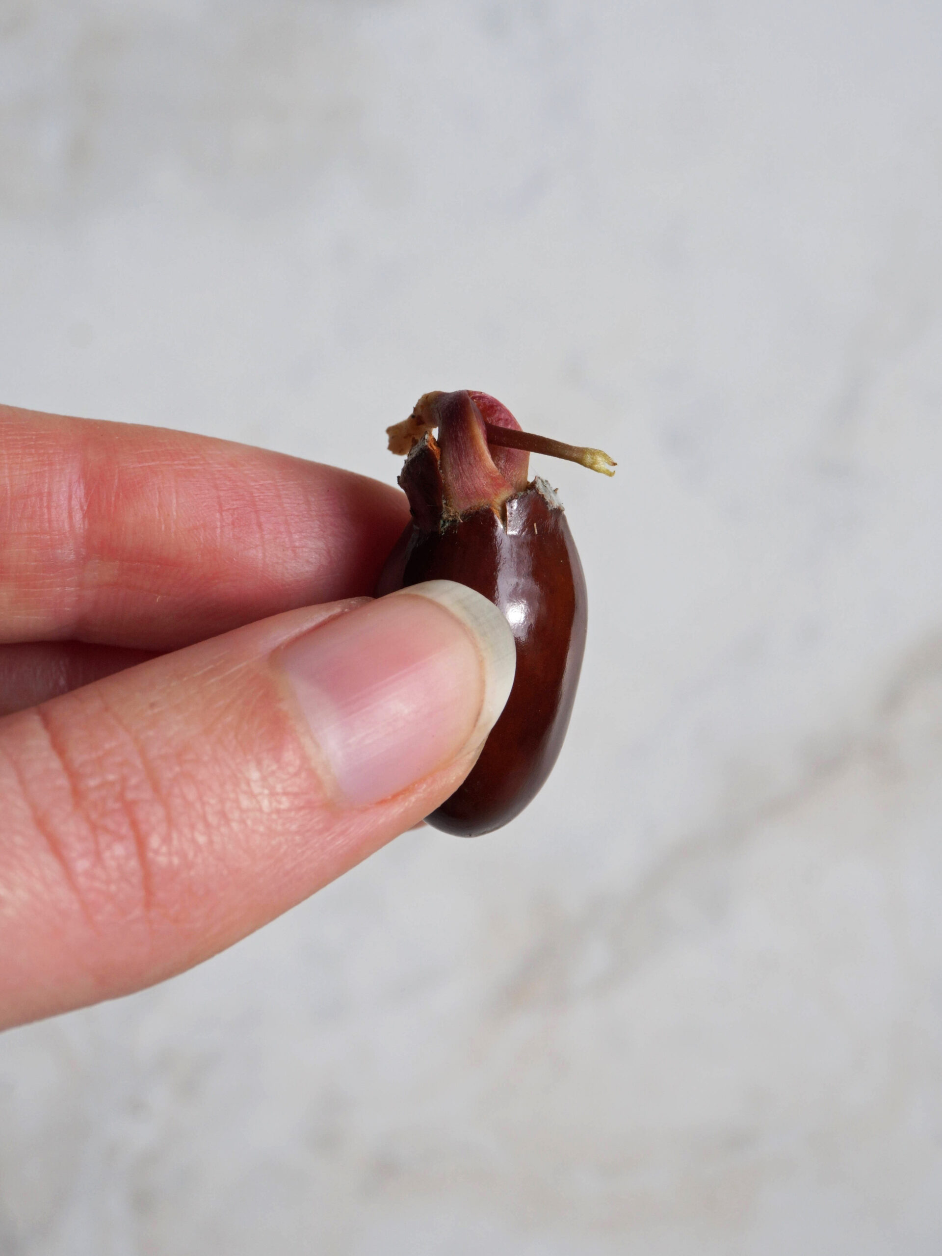 Faire pousser un noyau de litchi