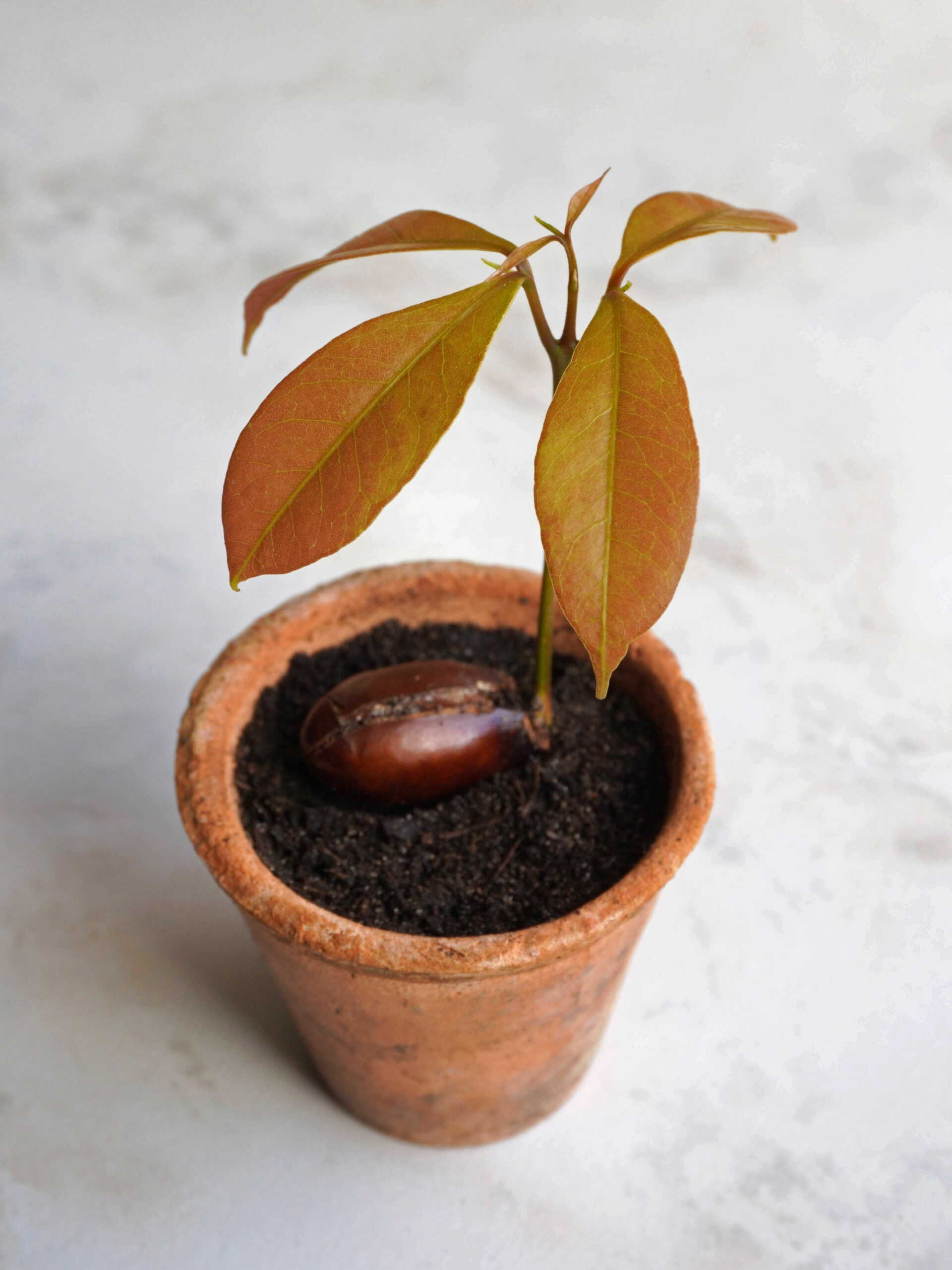 Comment entretenir votre litchi en pot