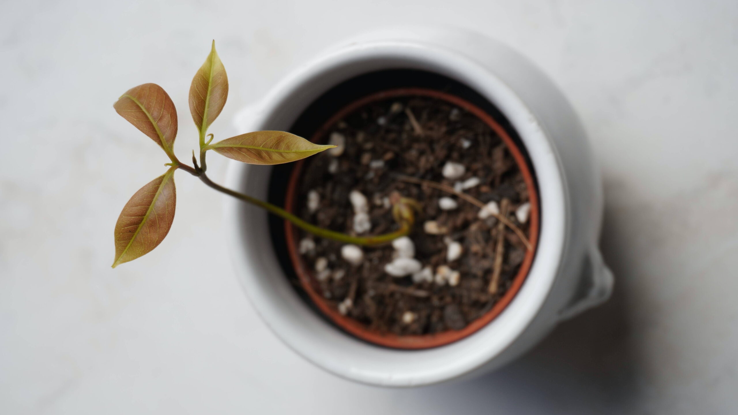 Faire pousser un noyau de litchi