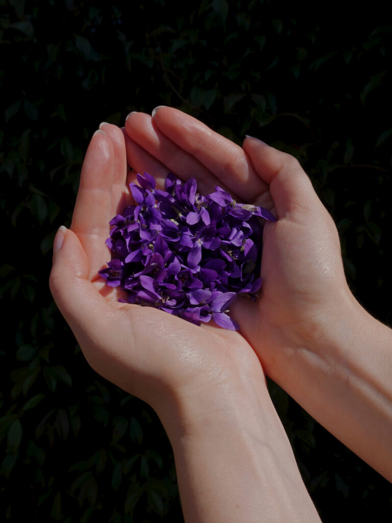 Fleurs de violettes comestibles