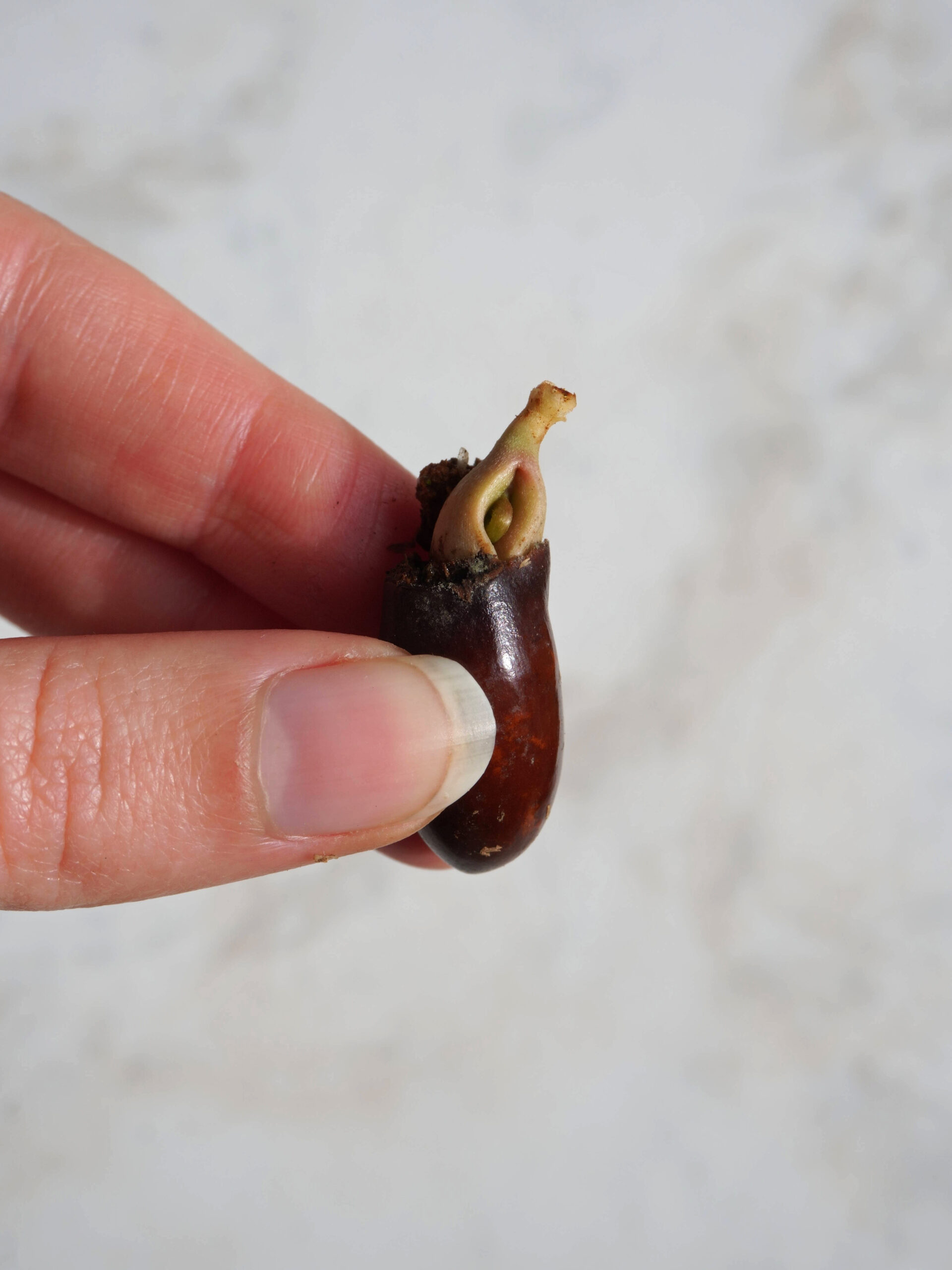 Faire germer un noyau de litchi