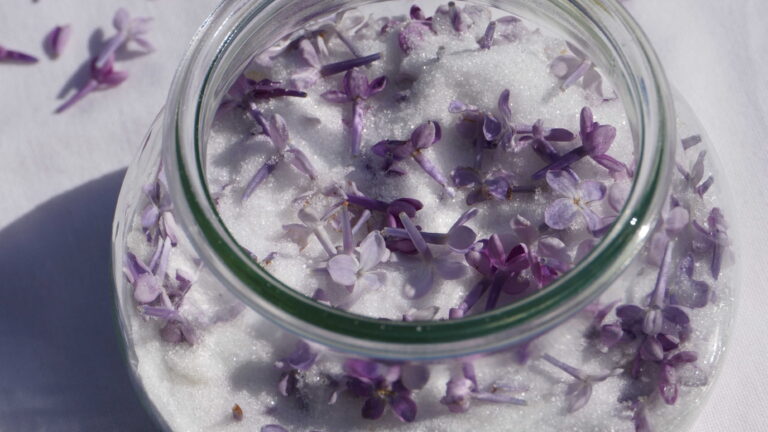Recette de sucre parfumé aux fleurs de lilas