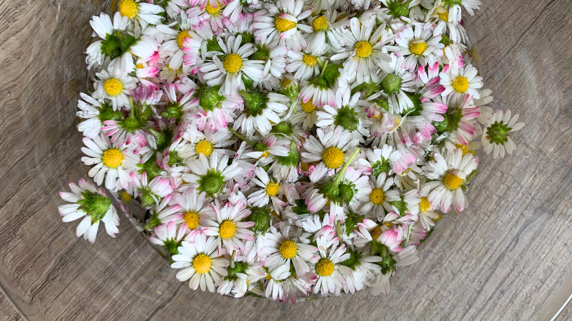 Recette de vin de pâquerettes