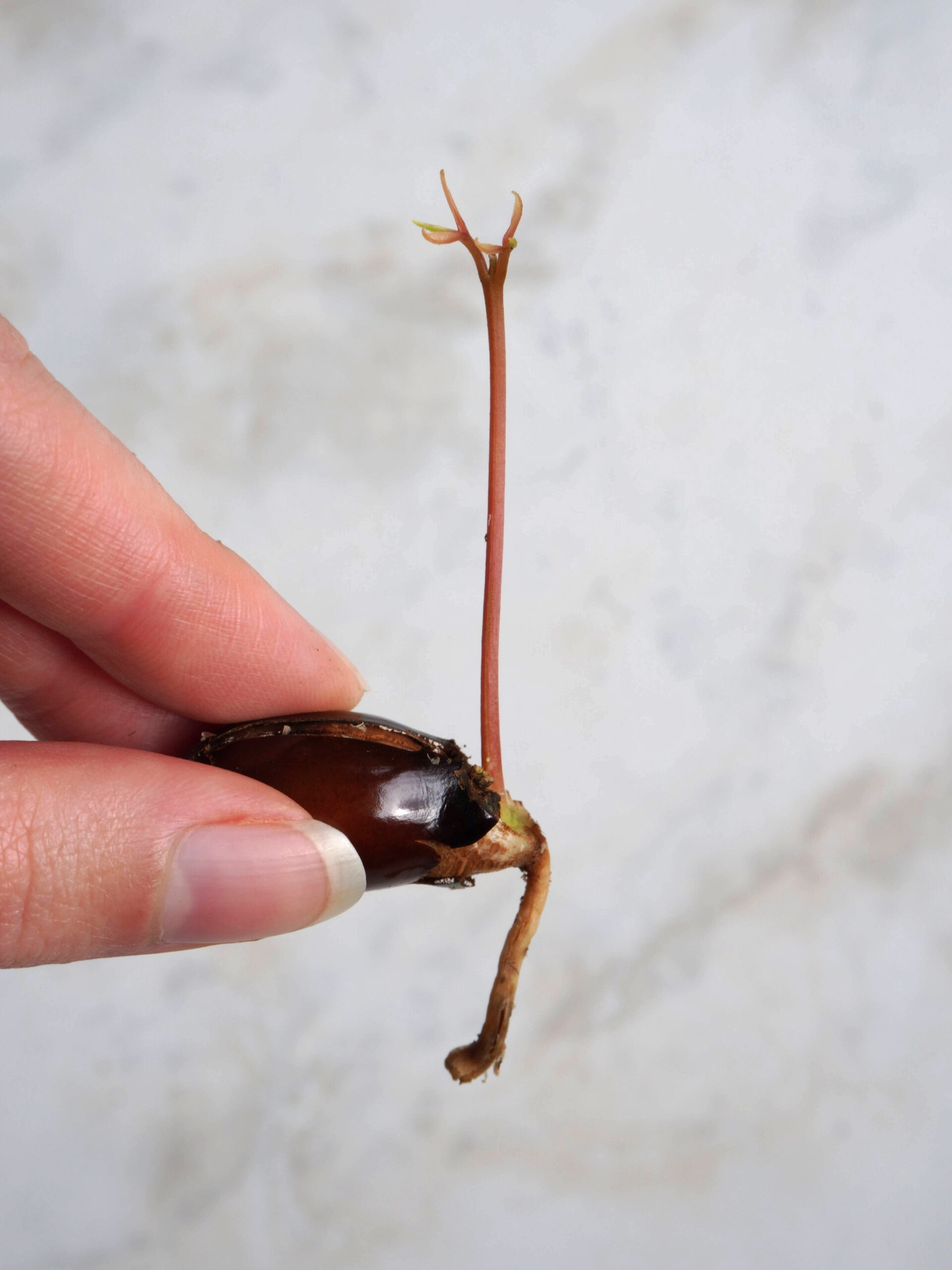 Semer un noyau de litchi