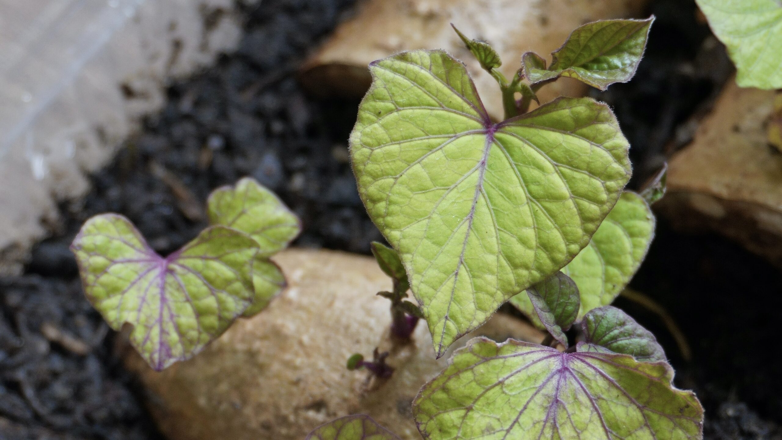 Faire germer et bouturer la patate douce