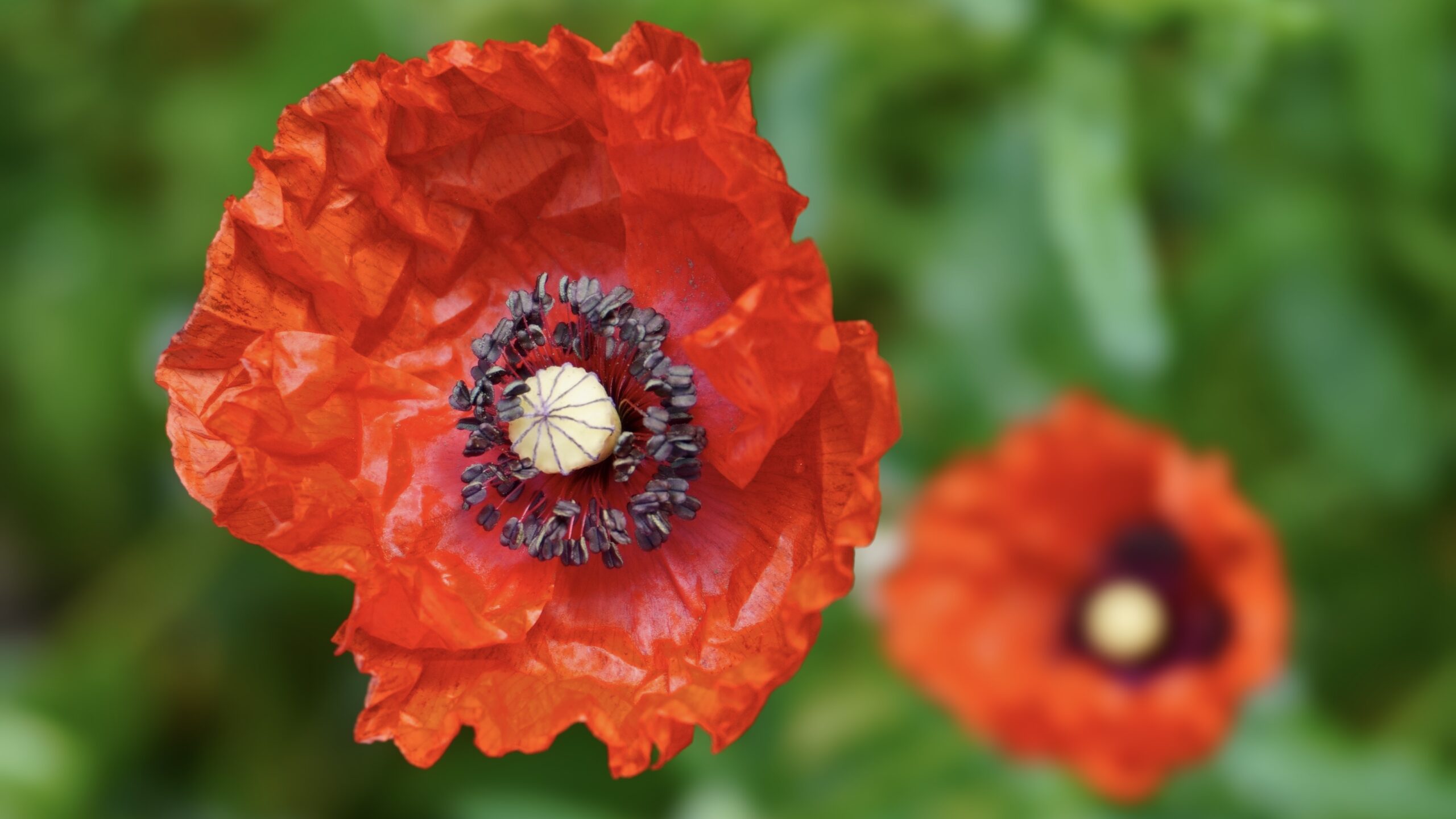 Semer et récolter des graines de coquelicot