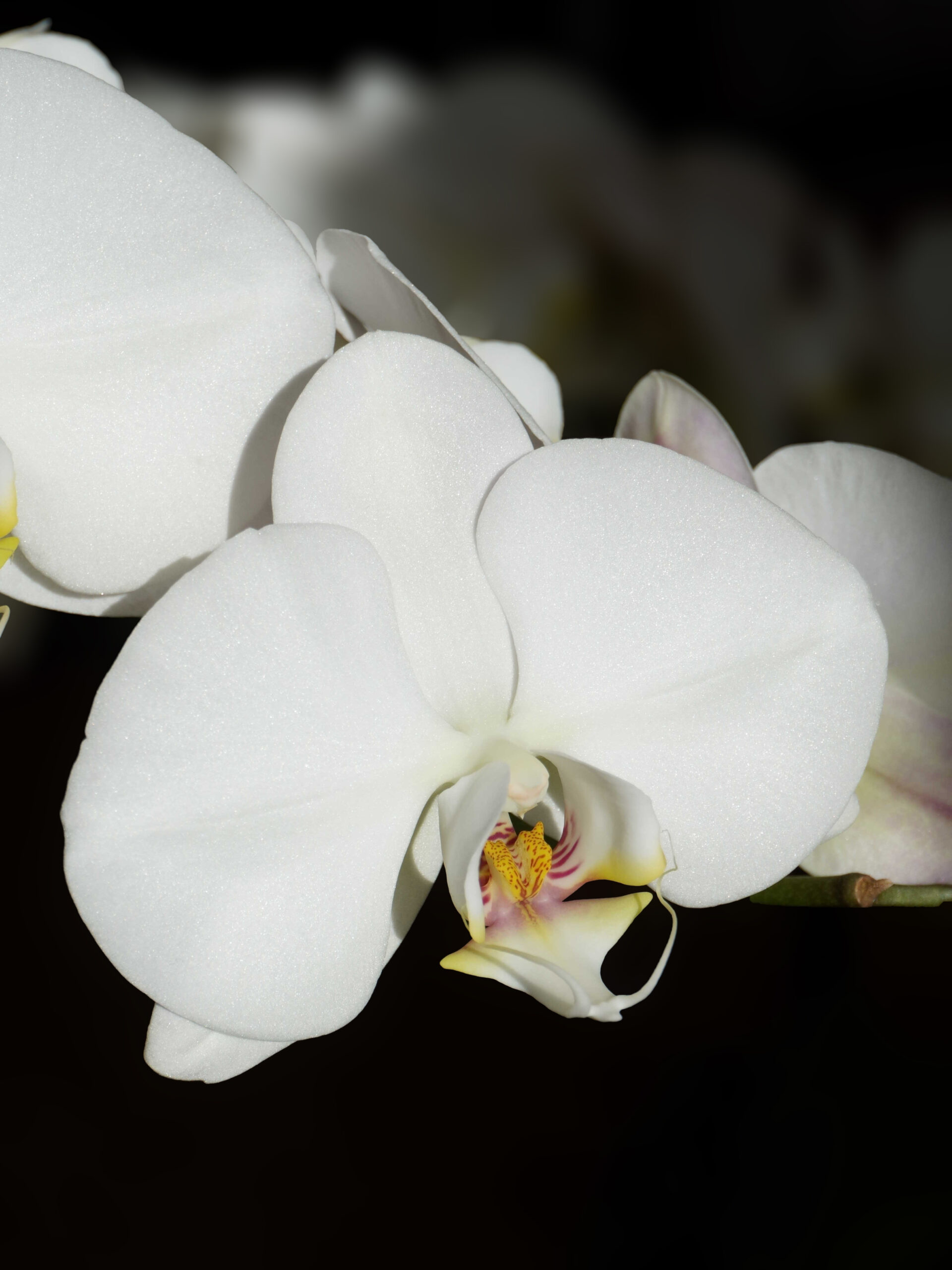 Comment faire refleurir une orchidée ?