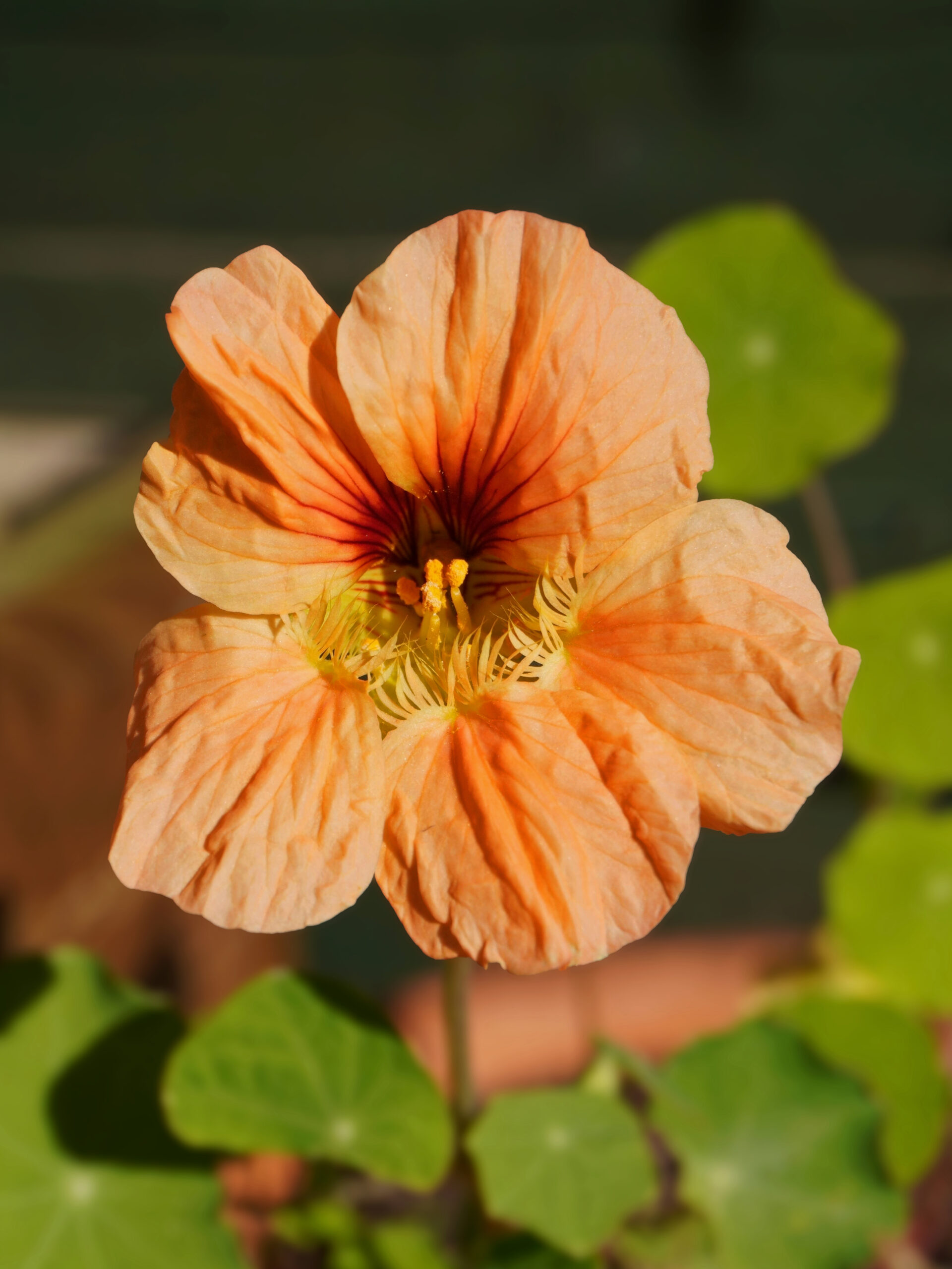 Planter de la capucine