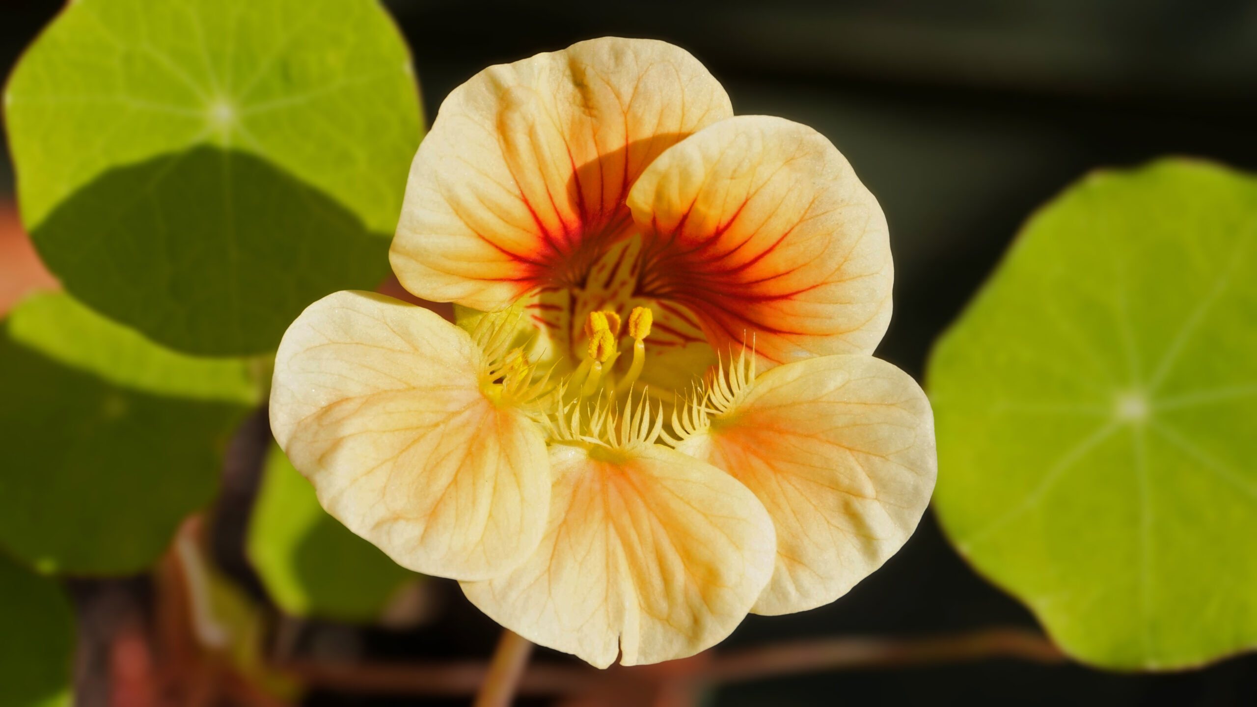 Semer et récolter des graines de capucine