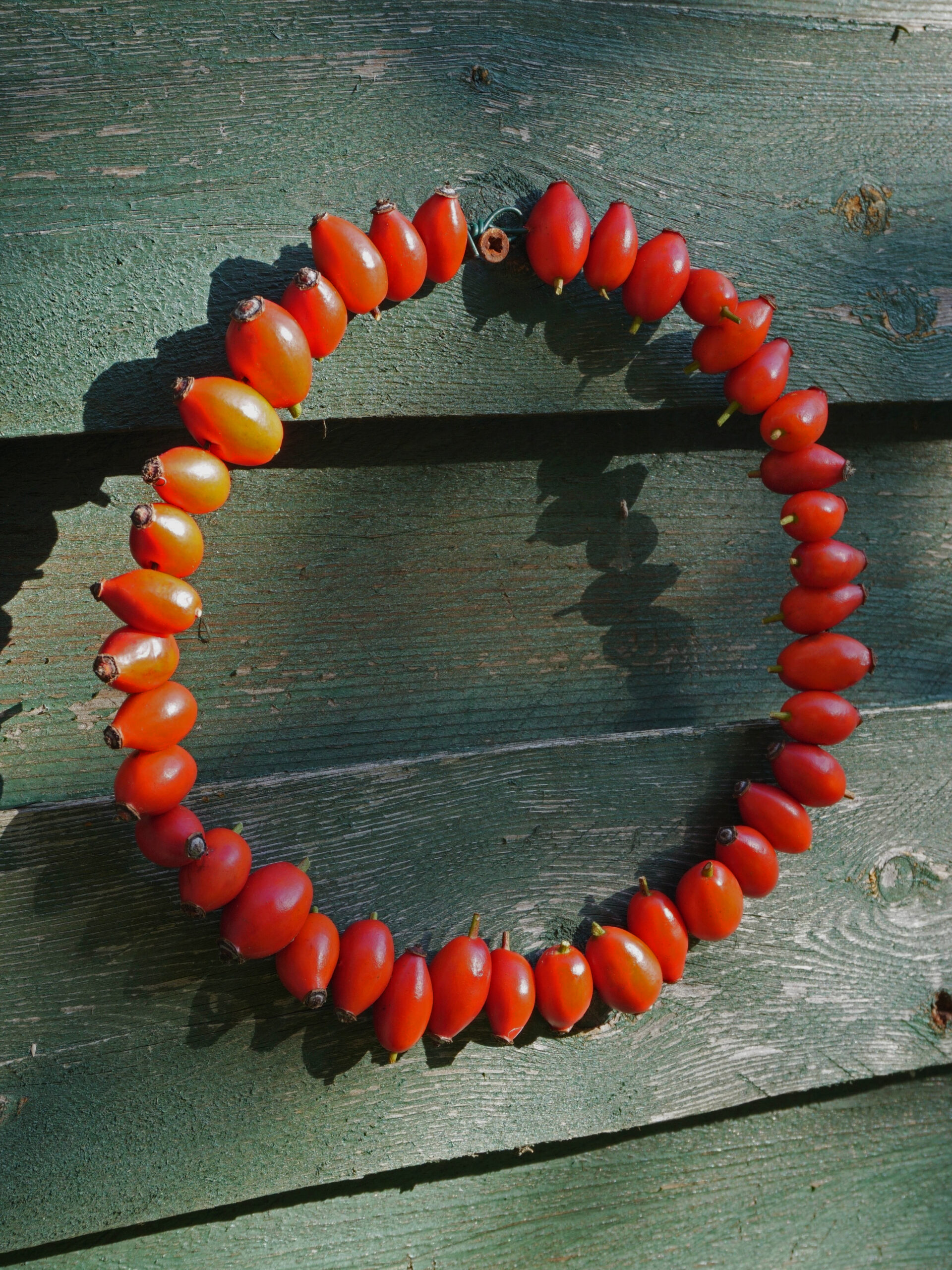 DIY créer une couronne végétale d'automne avec des cynorhodons