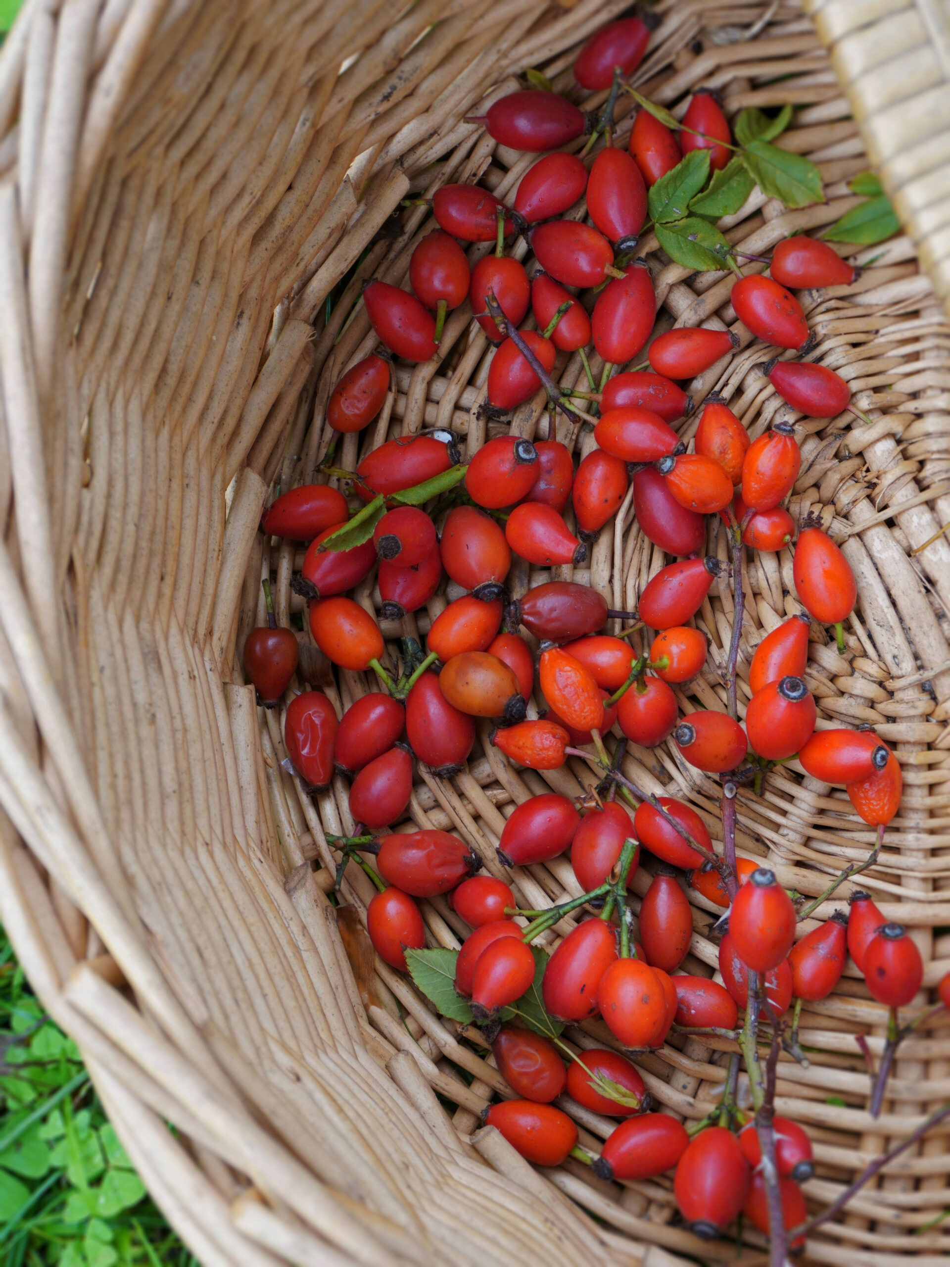 Cueillette cynorhodons faux fruits églantier rosier sauvage