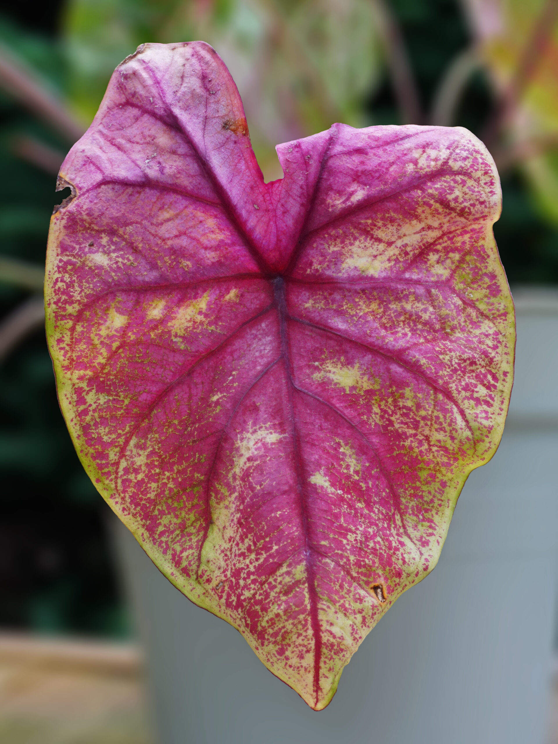 Quand et comment hiverner les tubercules de caladium