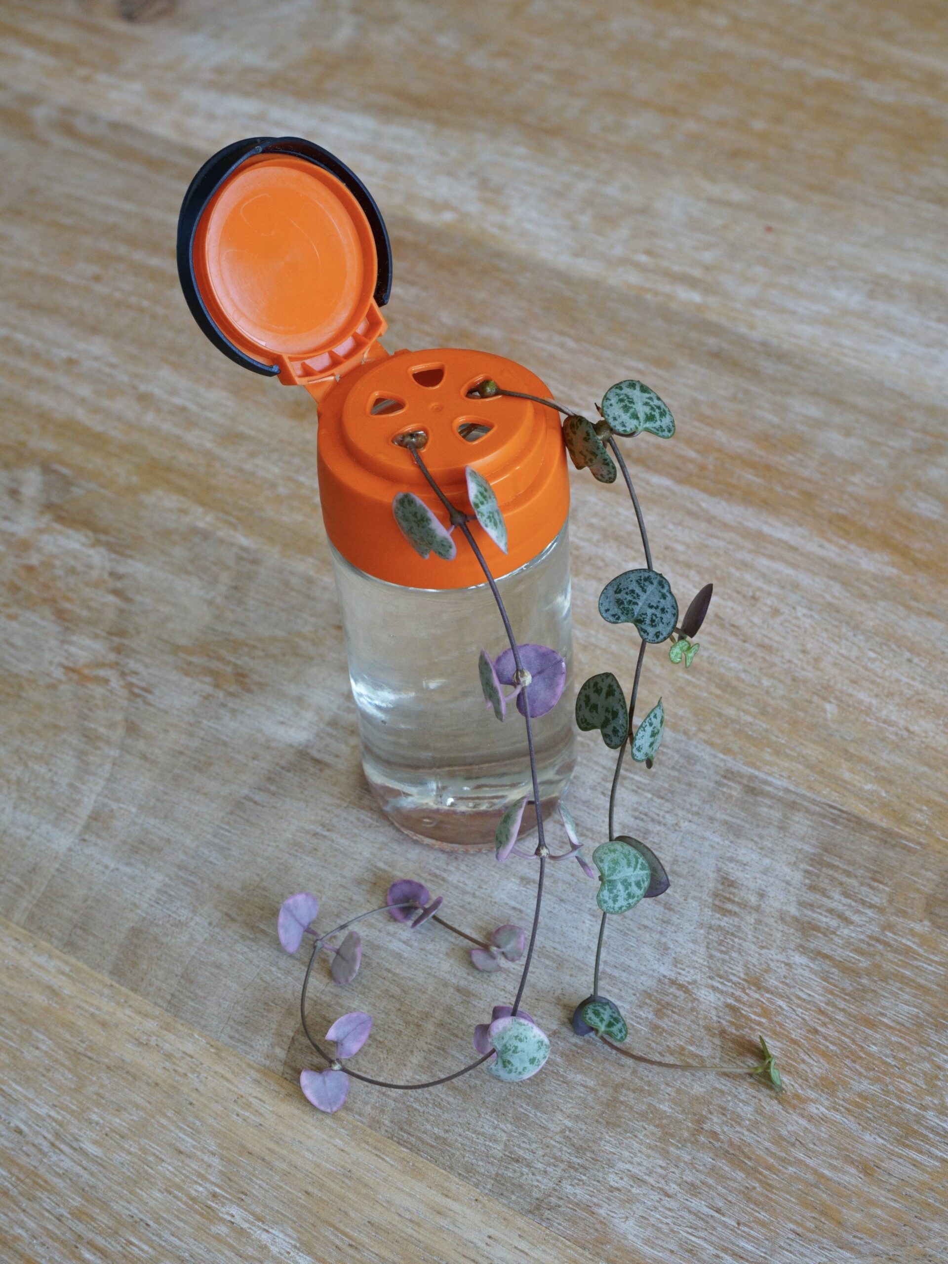 Recycler un bocal à épices en bobèche ou support à boutures