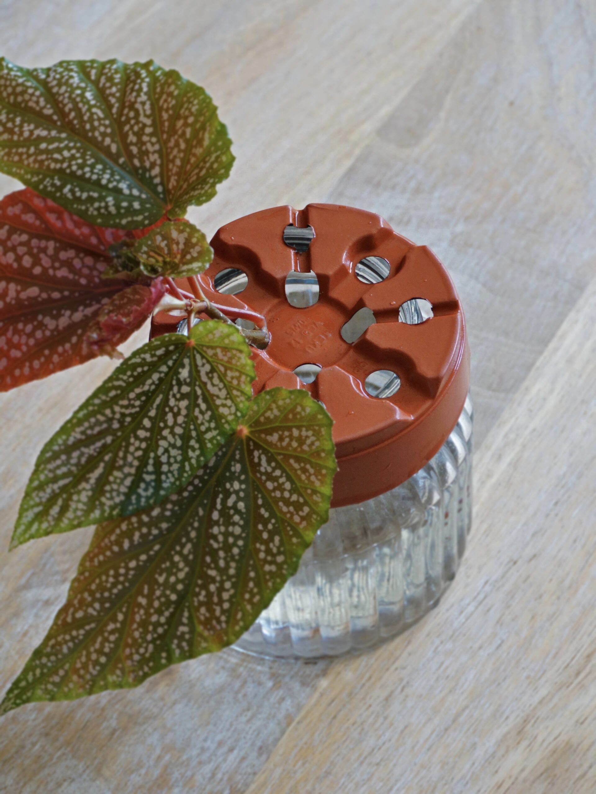 Utiliser un pot en plastique en bobèche ou support à boutures de récup