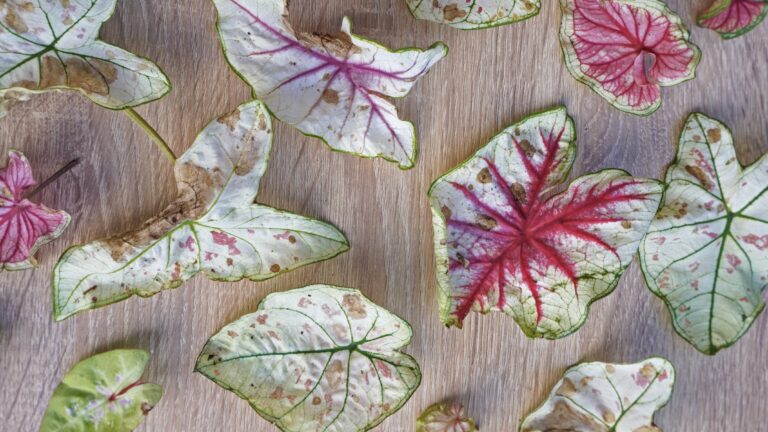 Hiverner les caladiums