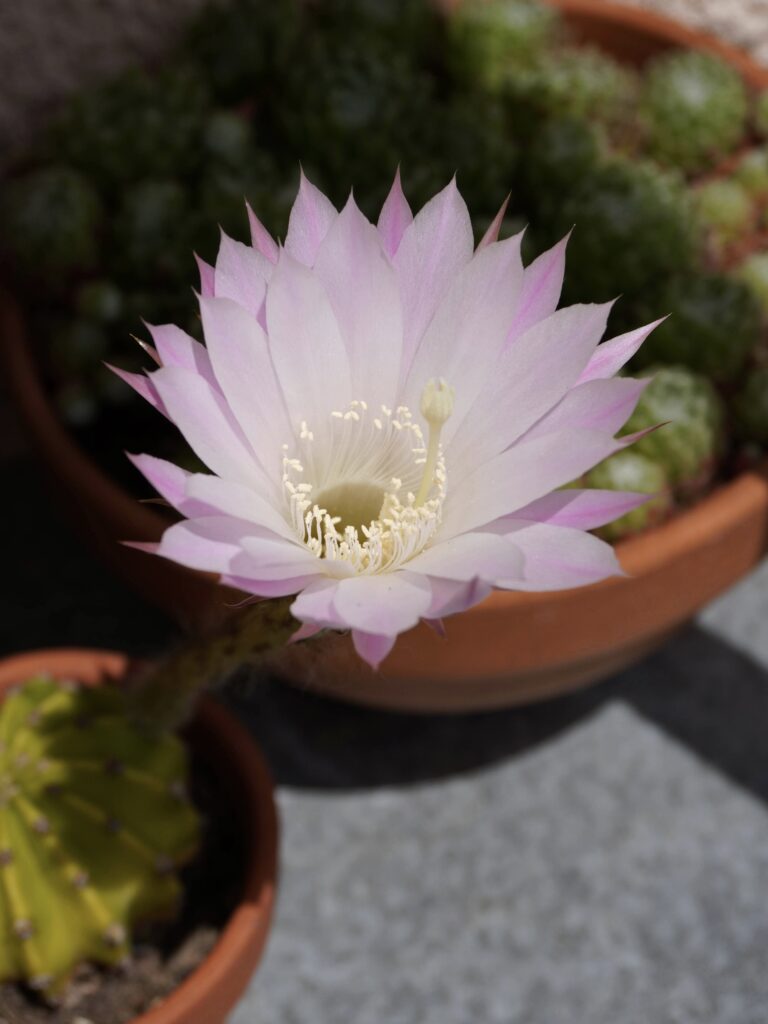 Conseils et astuces pour faire fleurir un cactus