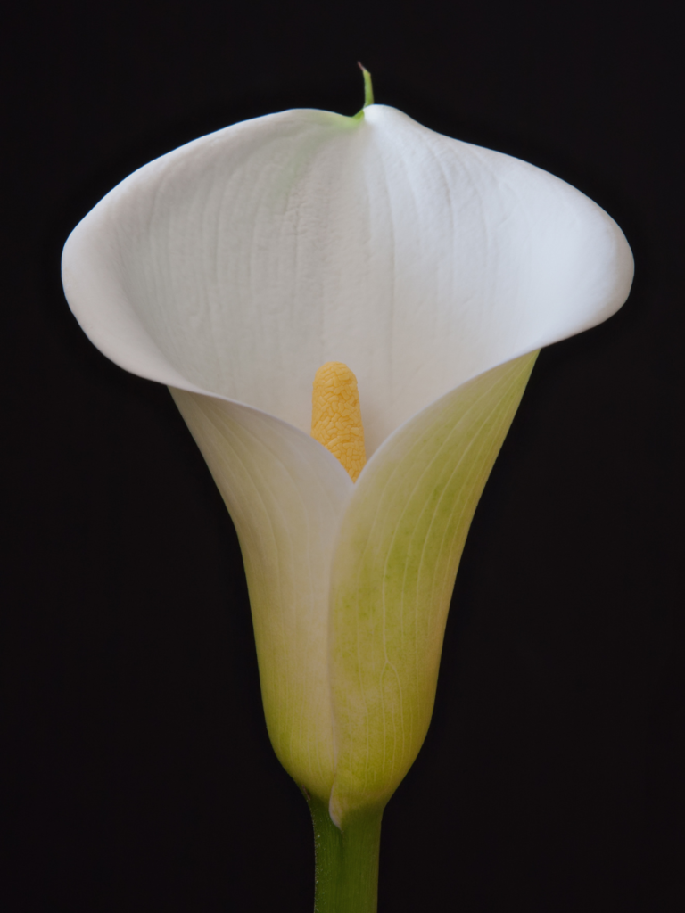 Arum ou calla