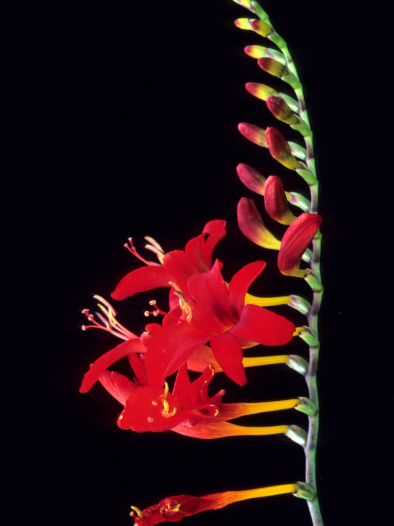 Crocosmia