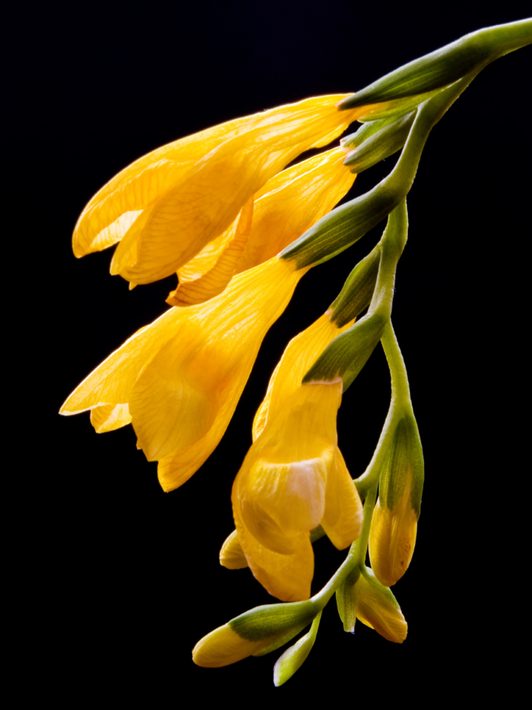 Freesia