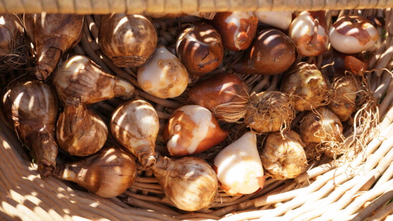 10 bulbes à floraison estivale à planter au printemps