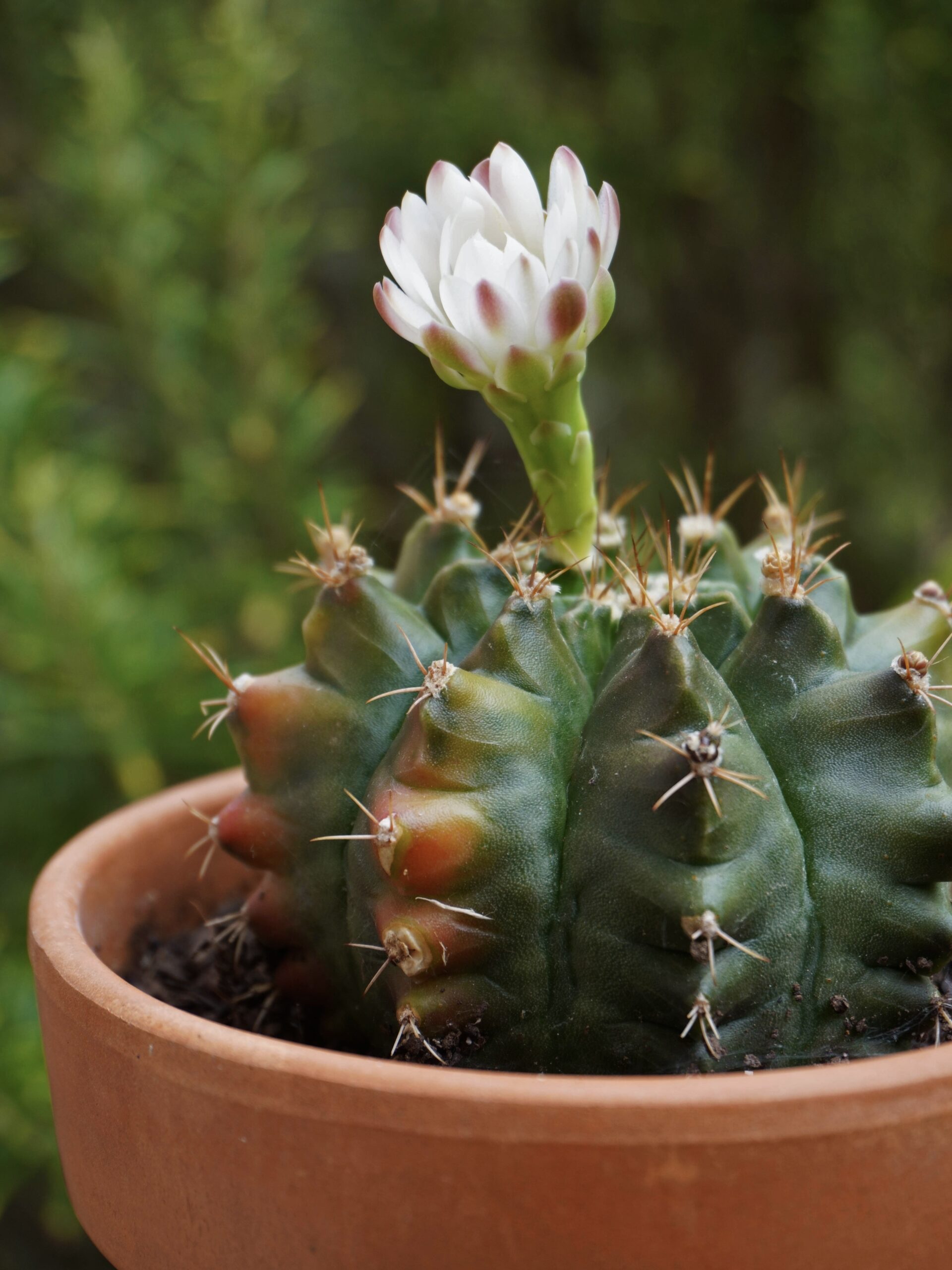 Comment faire fleurir votre cactus