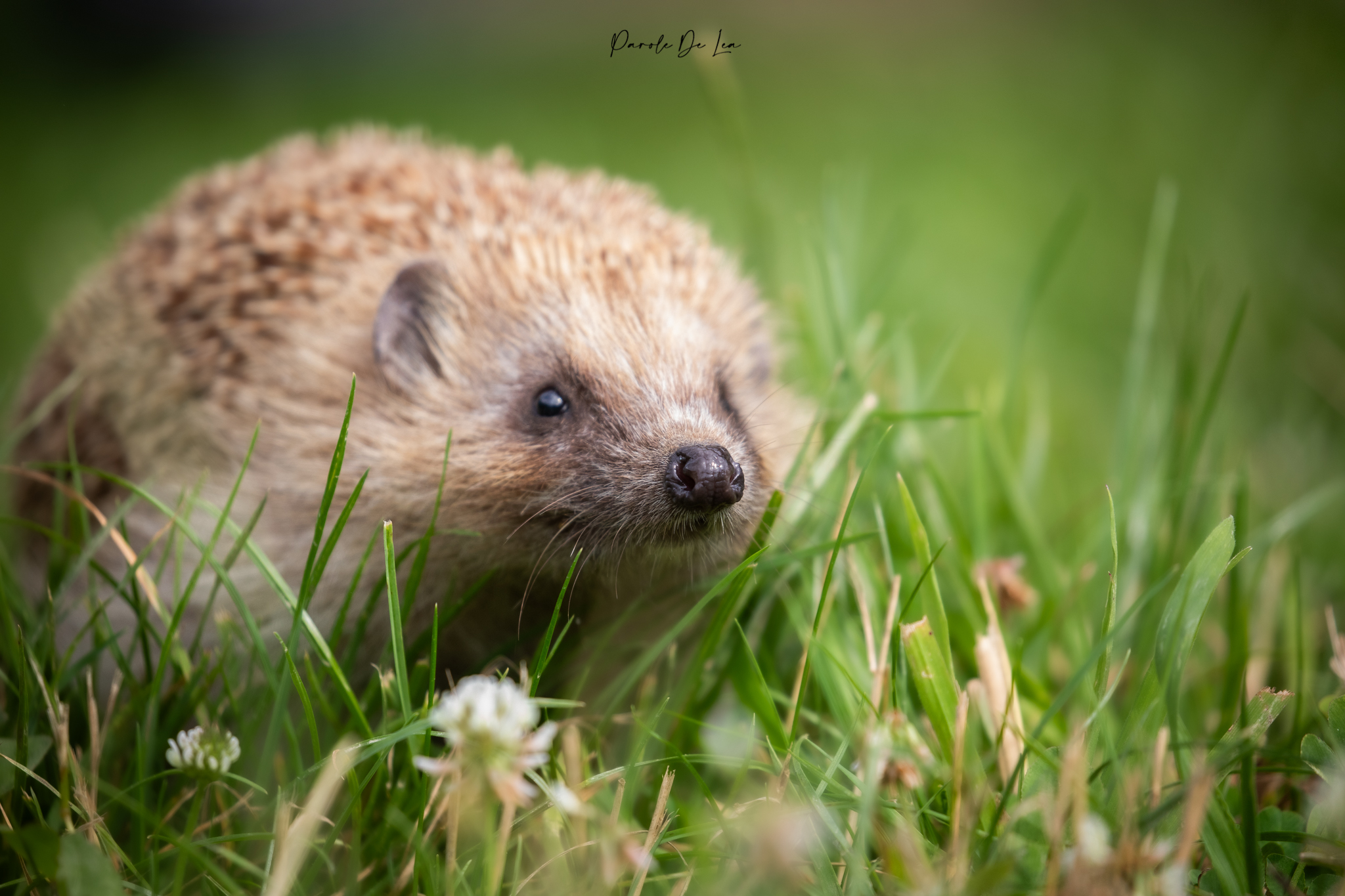 Feuilles mortes source de nourriture pour la biodiversité