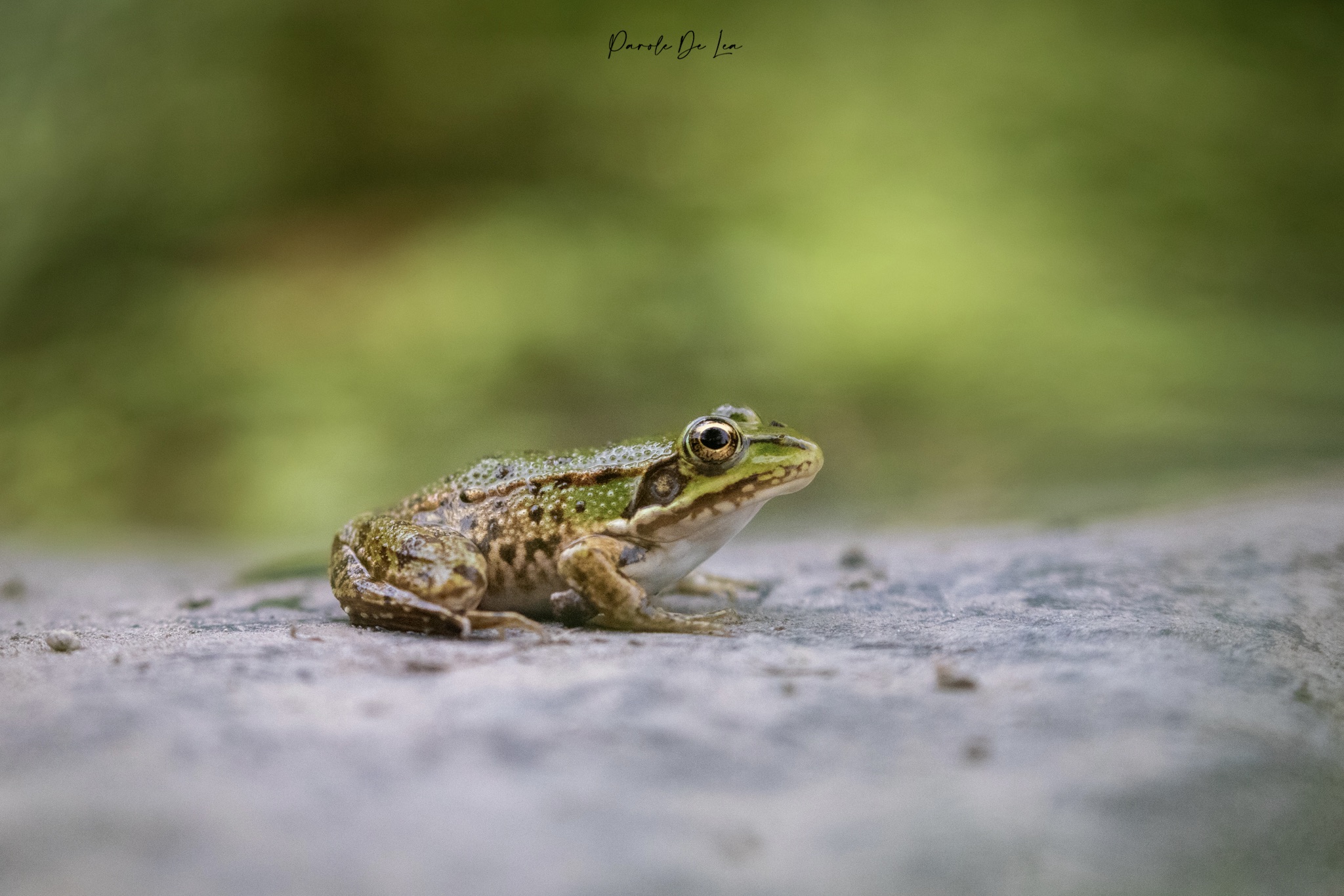 Feuilles mortes abri refuge pour la biodiversité