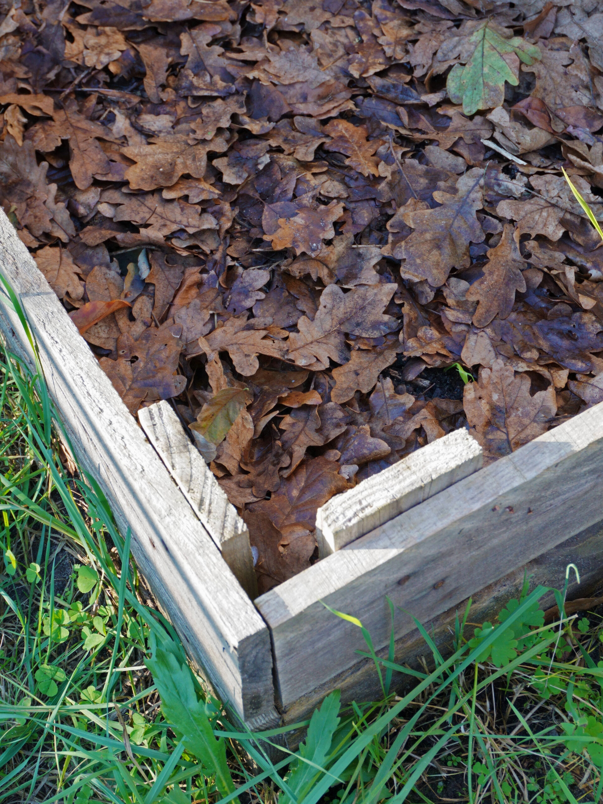 Paillage du potager à l'aide de feuilles mortes