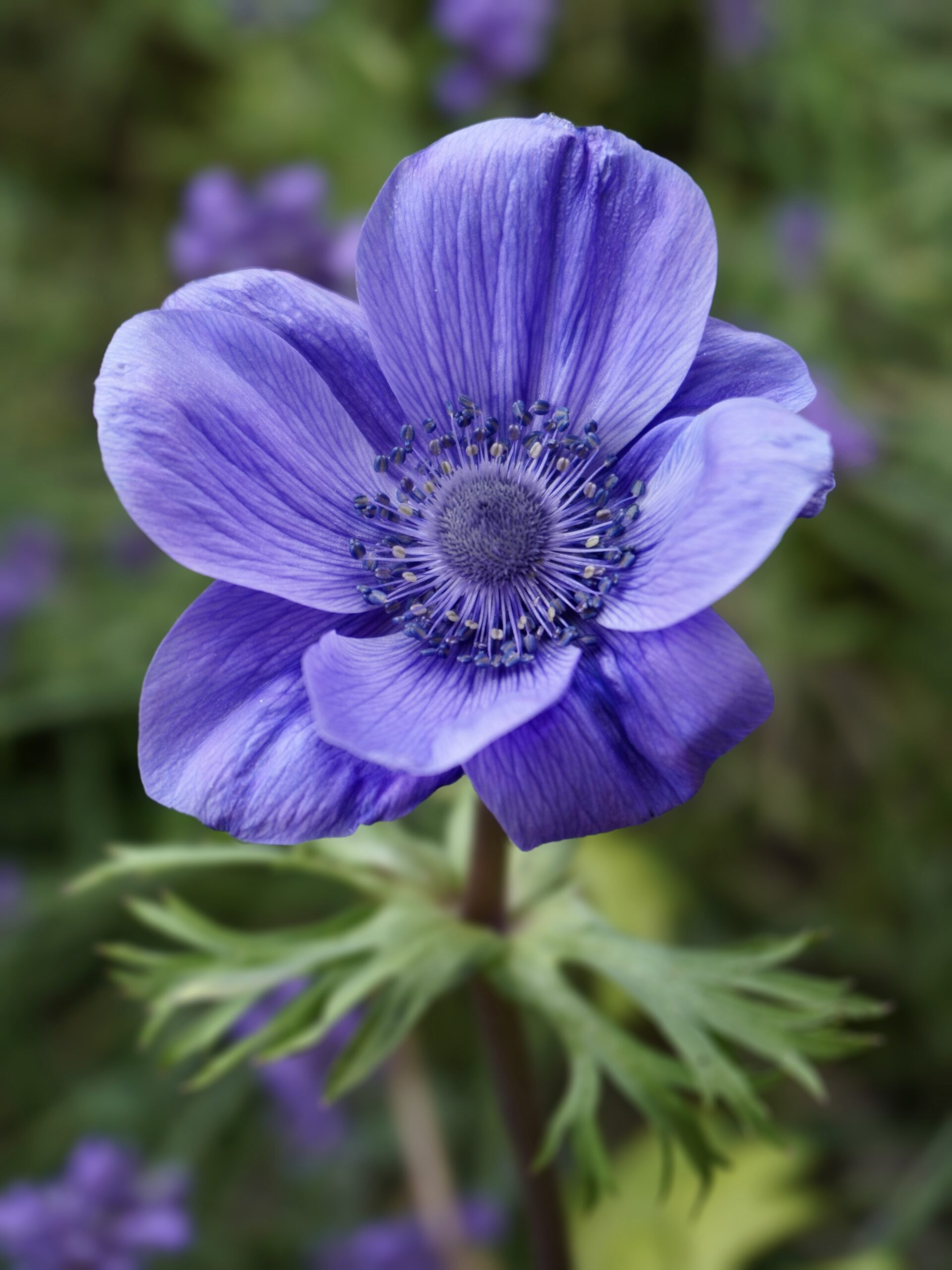Planter des bulbes d'anémones au printemps