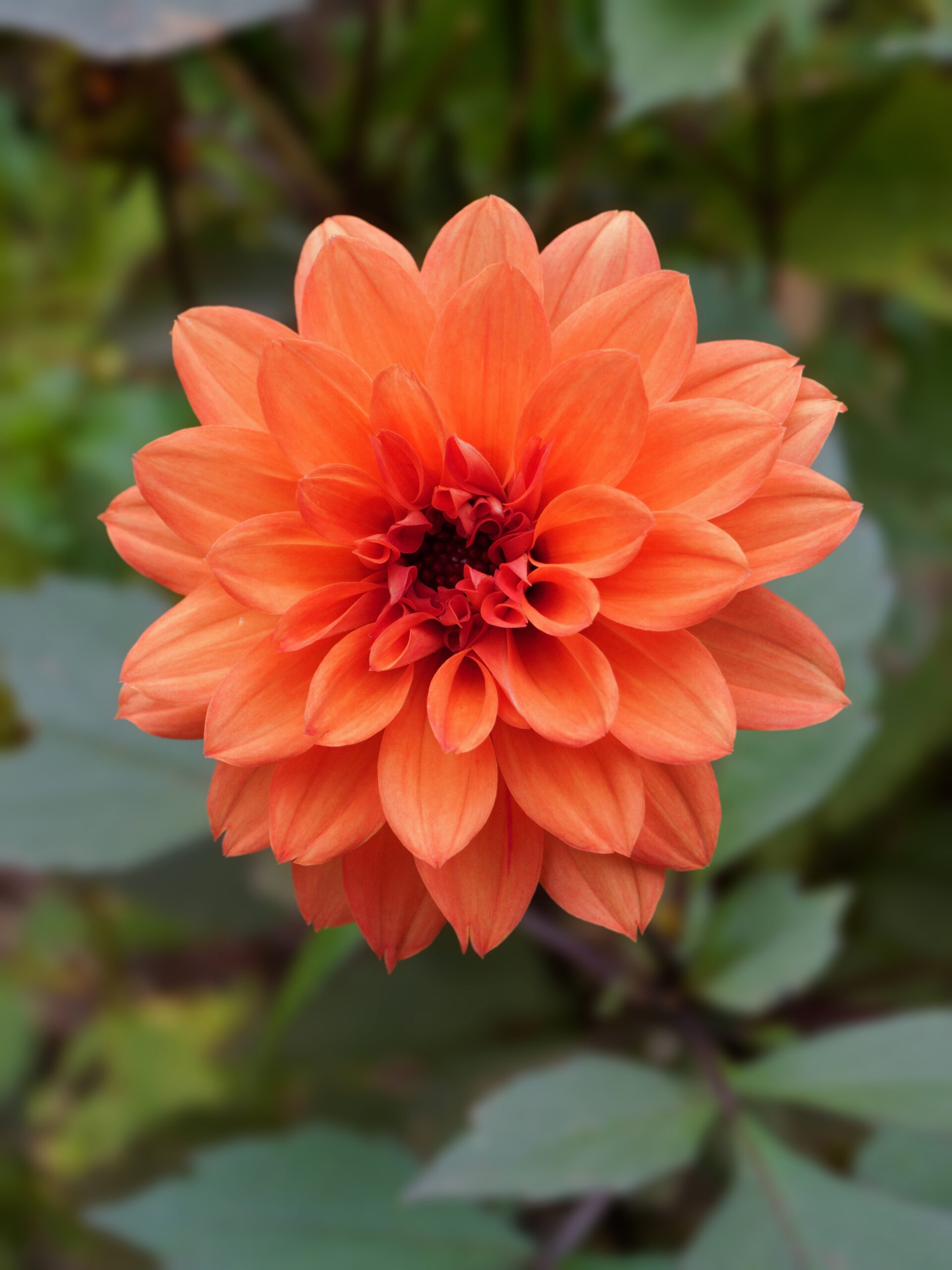Planter des tubercules de dahlias au printemps