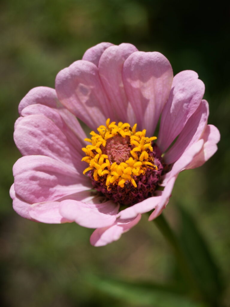 Semer des graines de zinnias au printemps