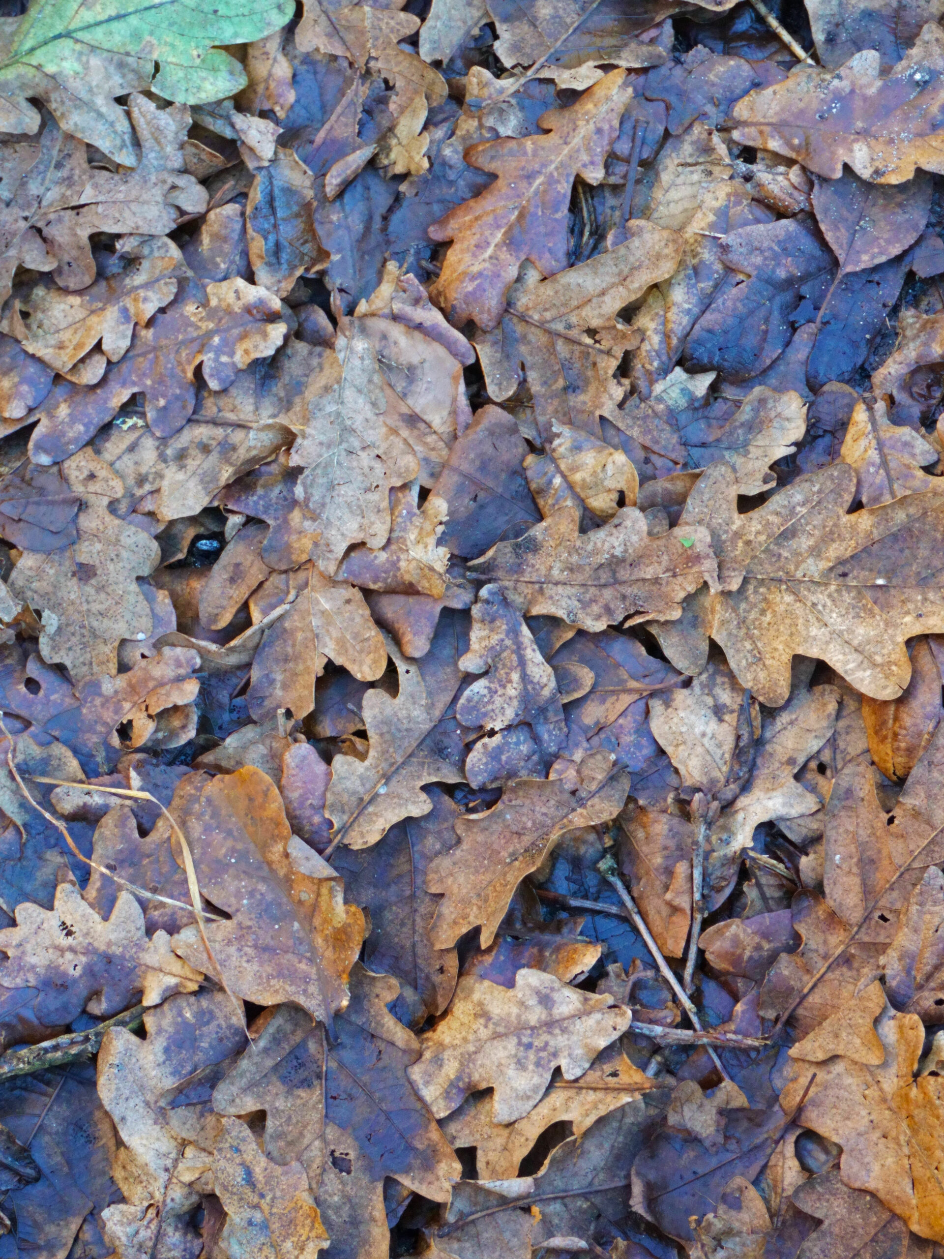 Terreau gratuit de feuilles mortes