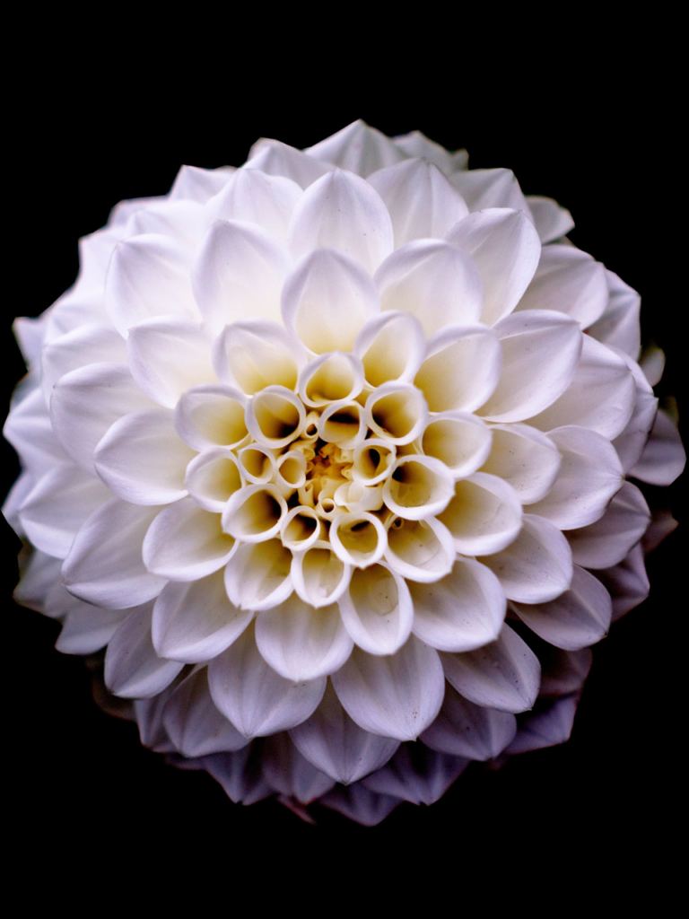 Dahlia