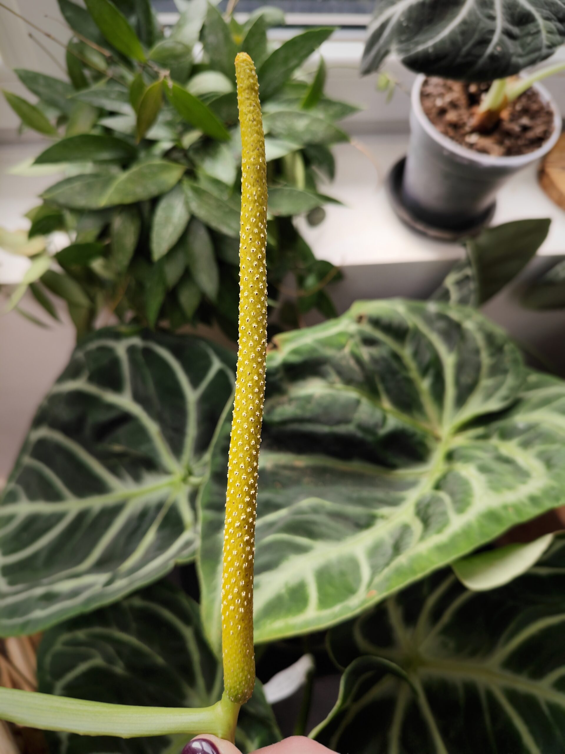 Fleur d'Anthurium phase mâle