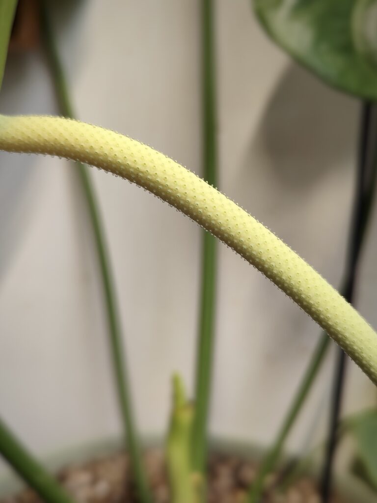 Fleur d'Anthurium phase femelle