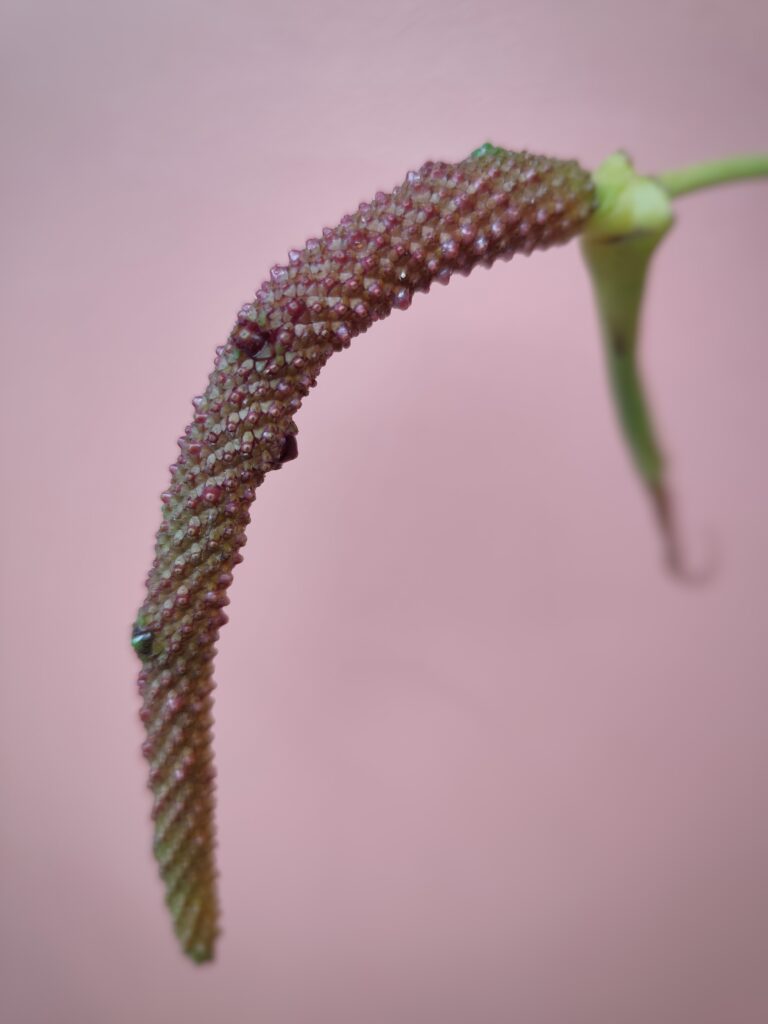 Pollinisation réussie d'Anthurium, apparition de baies