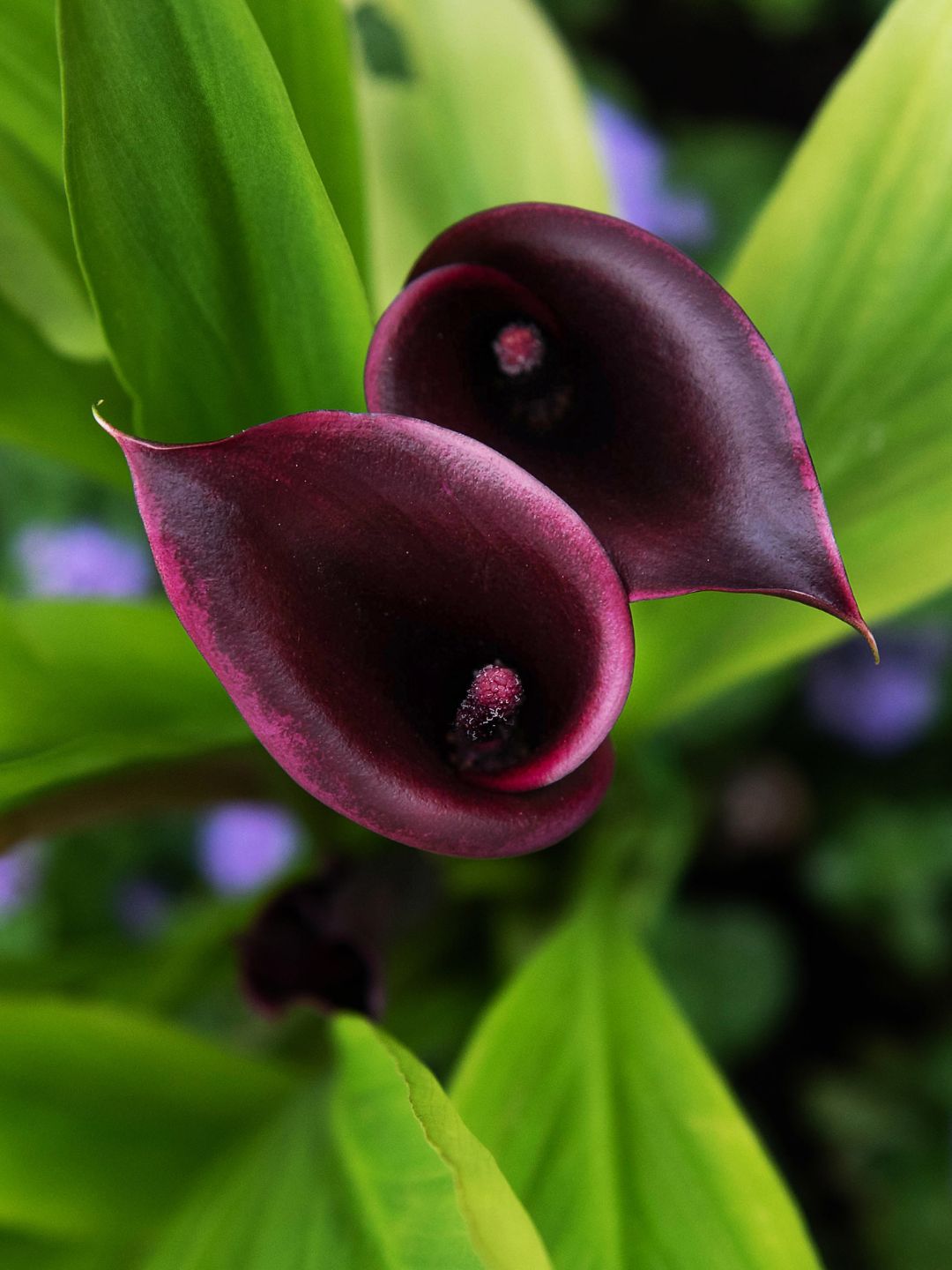 Arum ou calla fleur noire