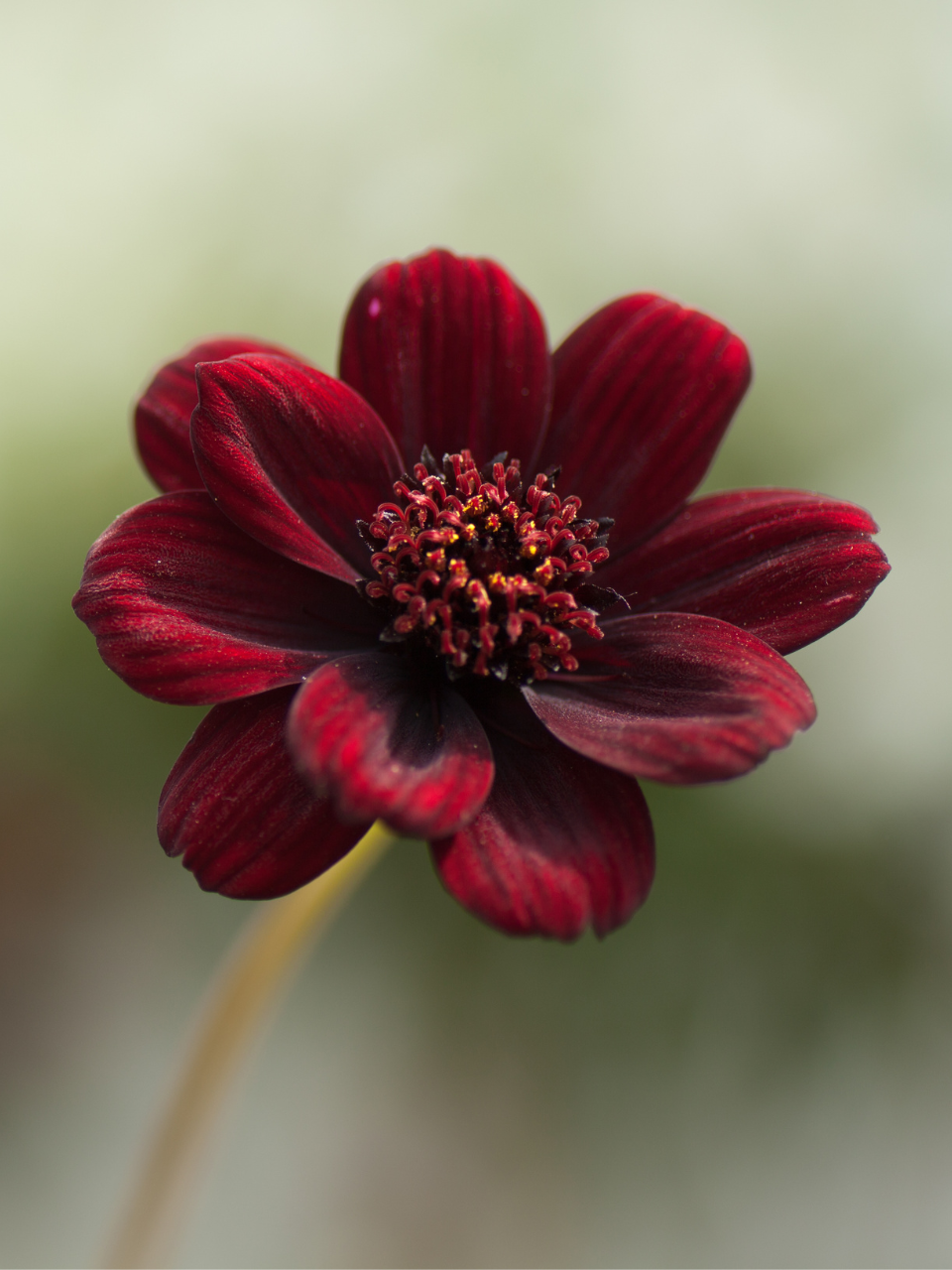 Cosmos chocolat noir