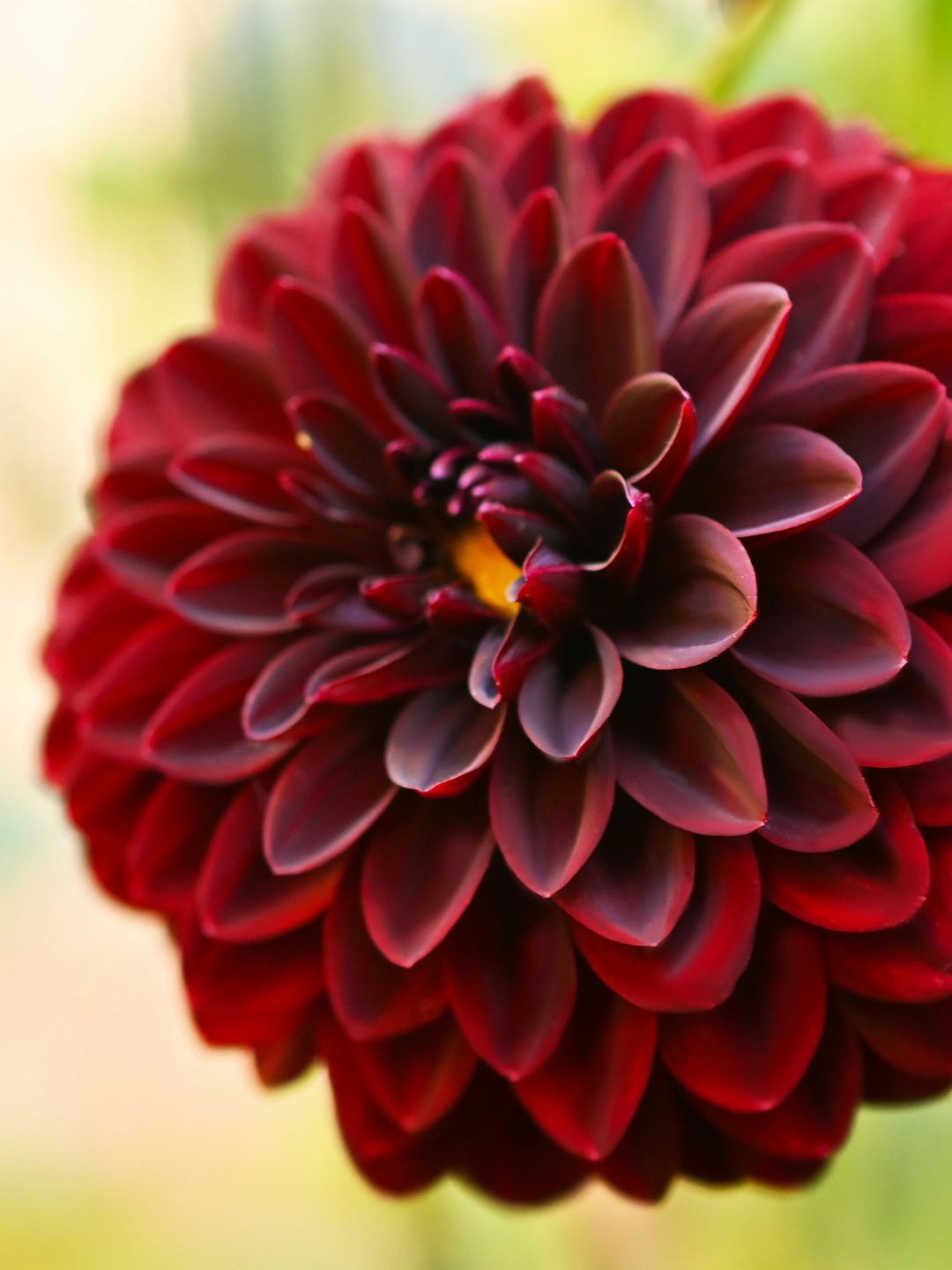 Fleur de dahlia noir