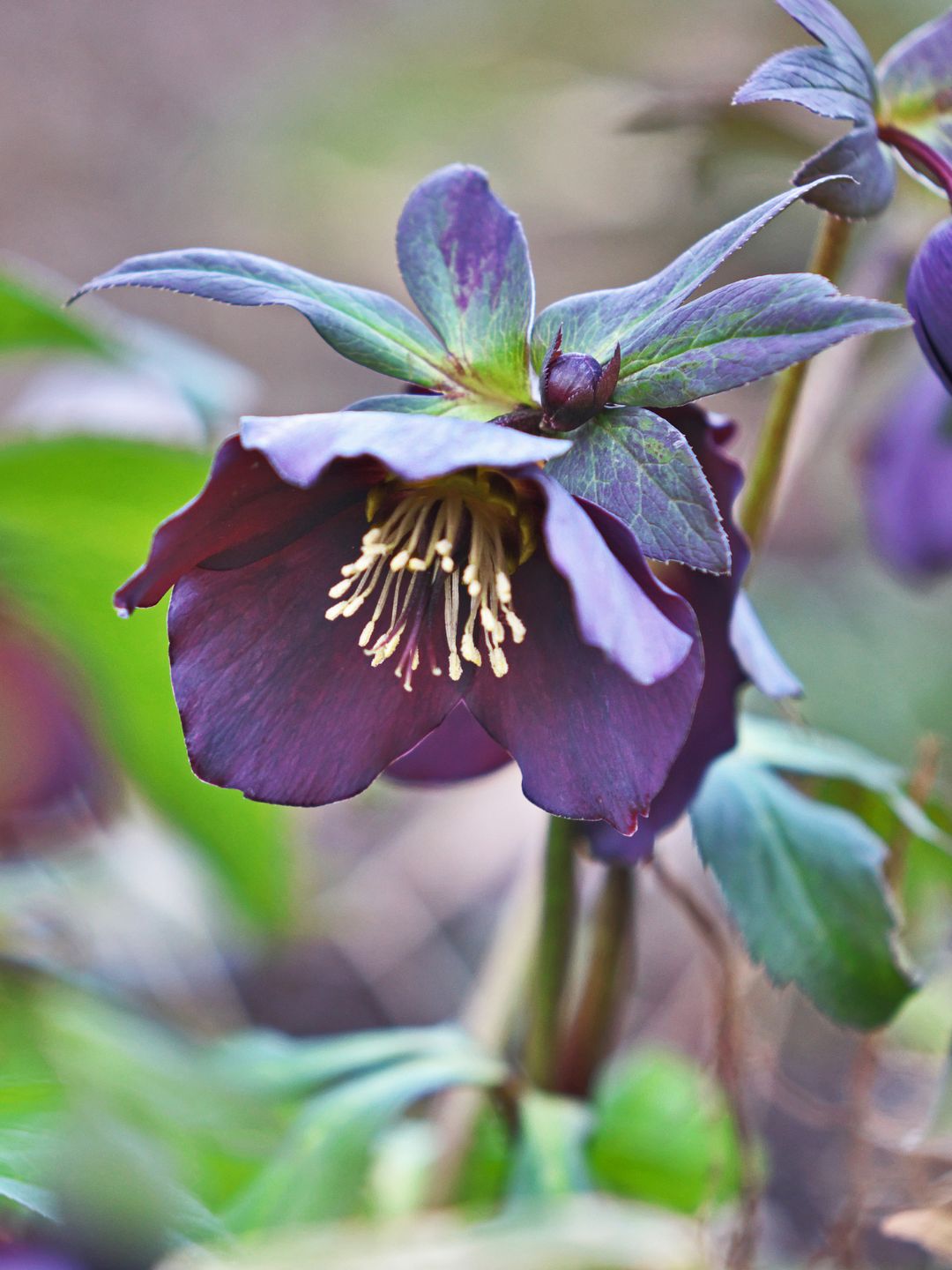 Fleur d'hellébore noire