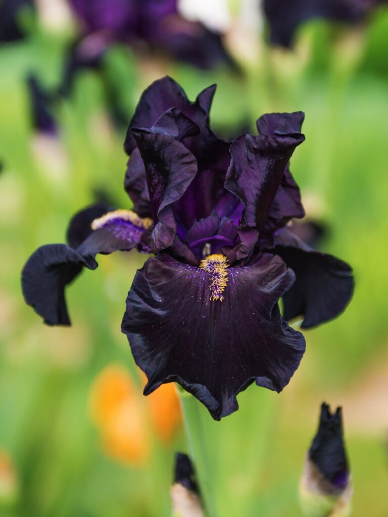 Iris noir