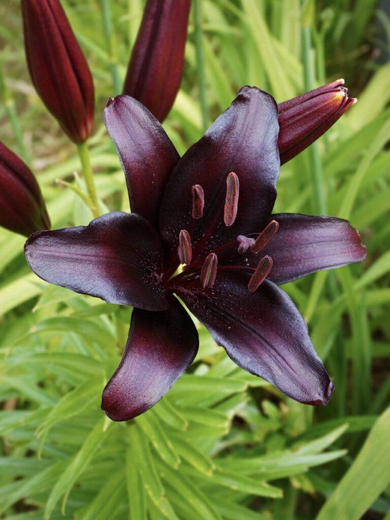 Fleur de lys noir