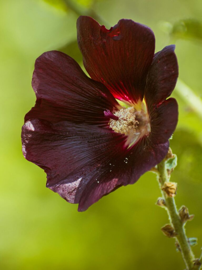 Rose trémière noire