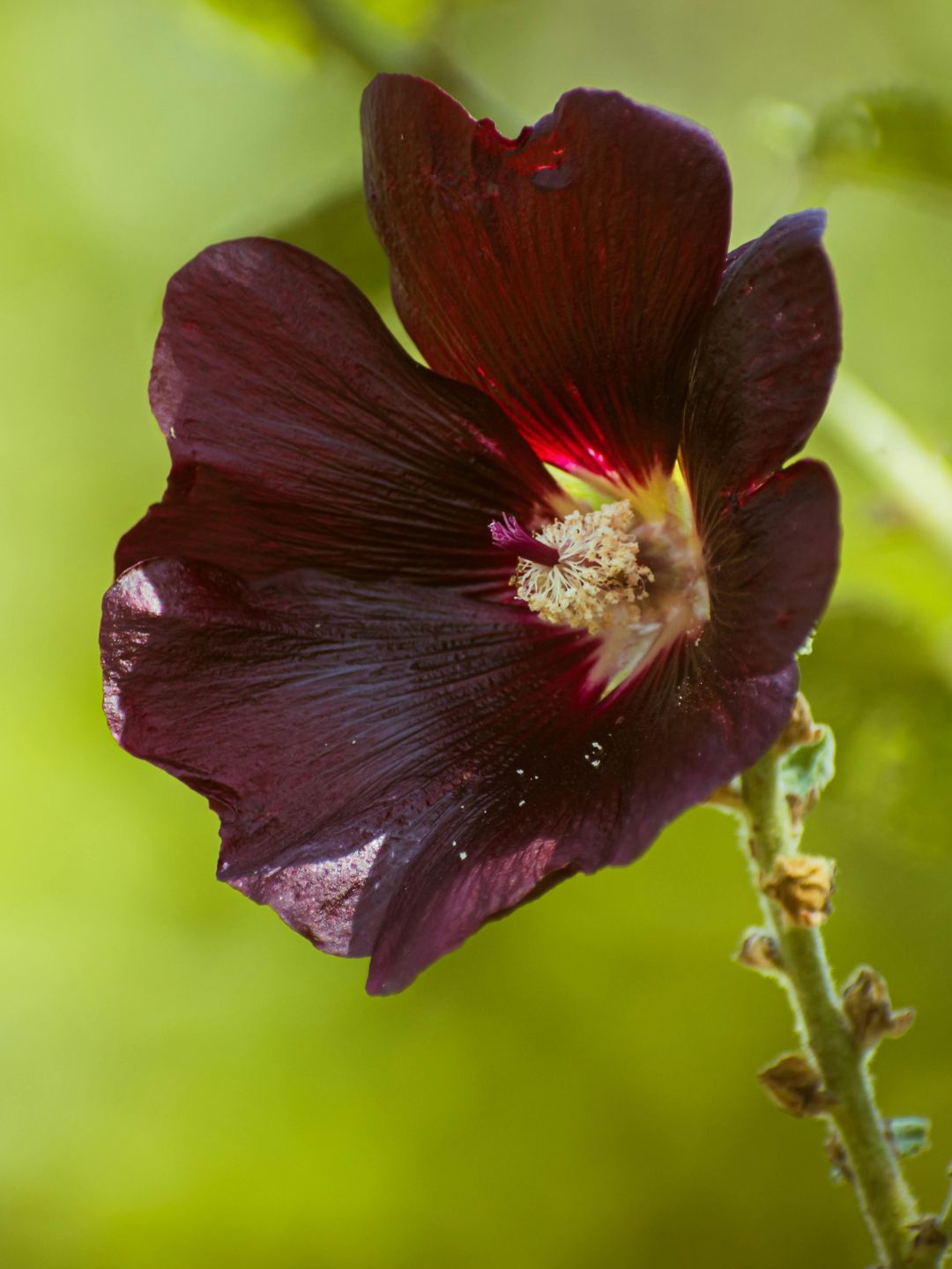 Rose trémière noire