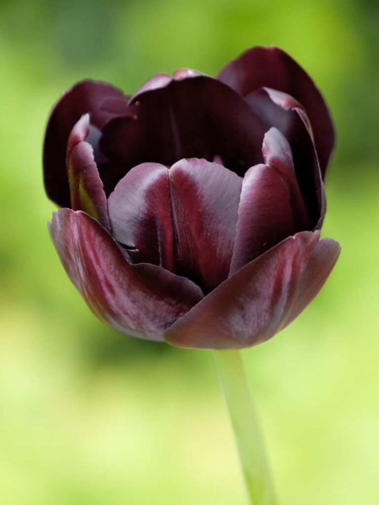 Tulipe noire