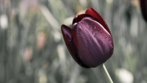 10 fleurs noires à planter dans votre jardin