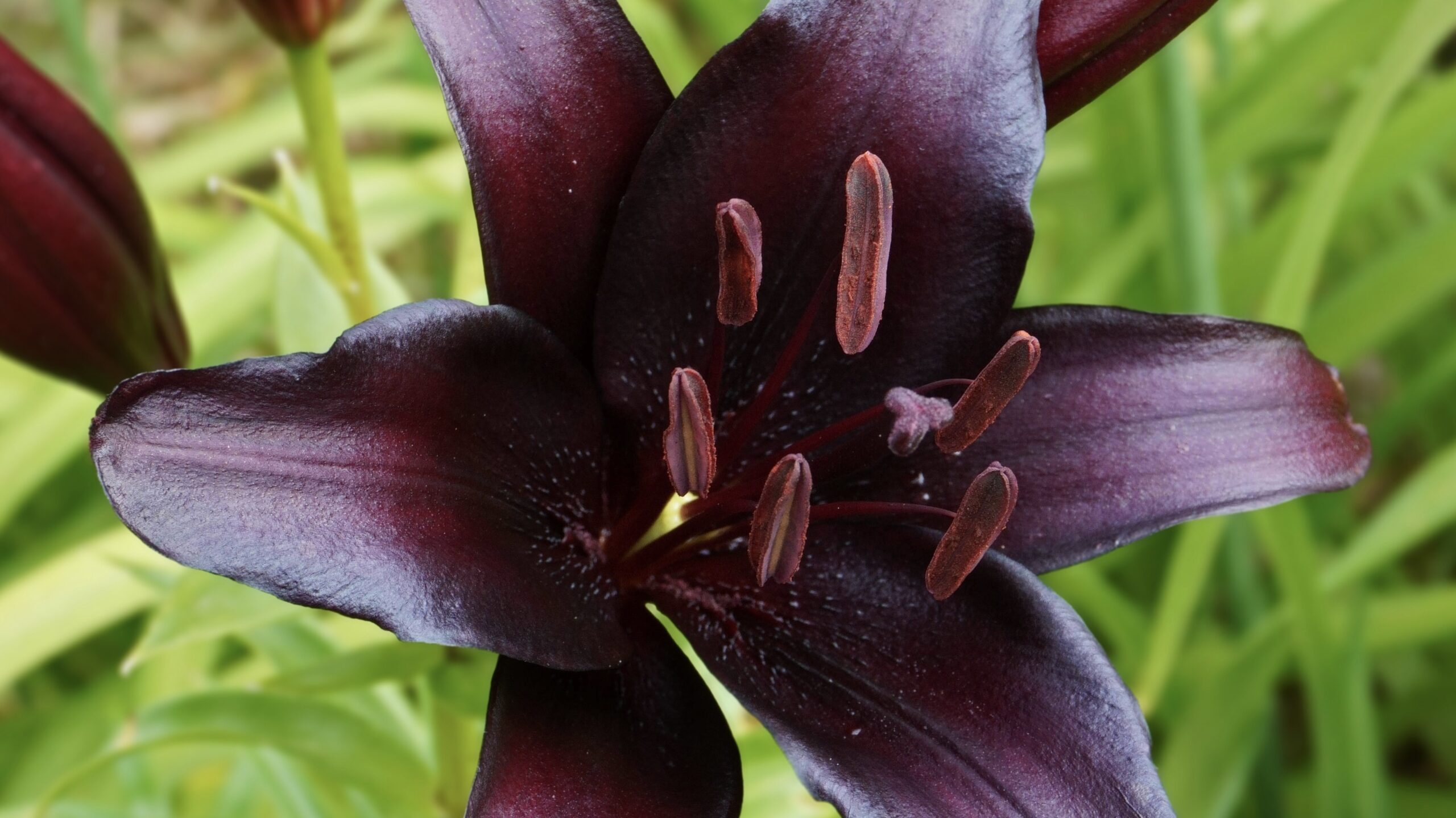 10 fleurs noires à planter dans votre jardin