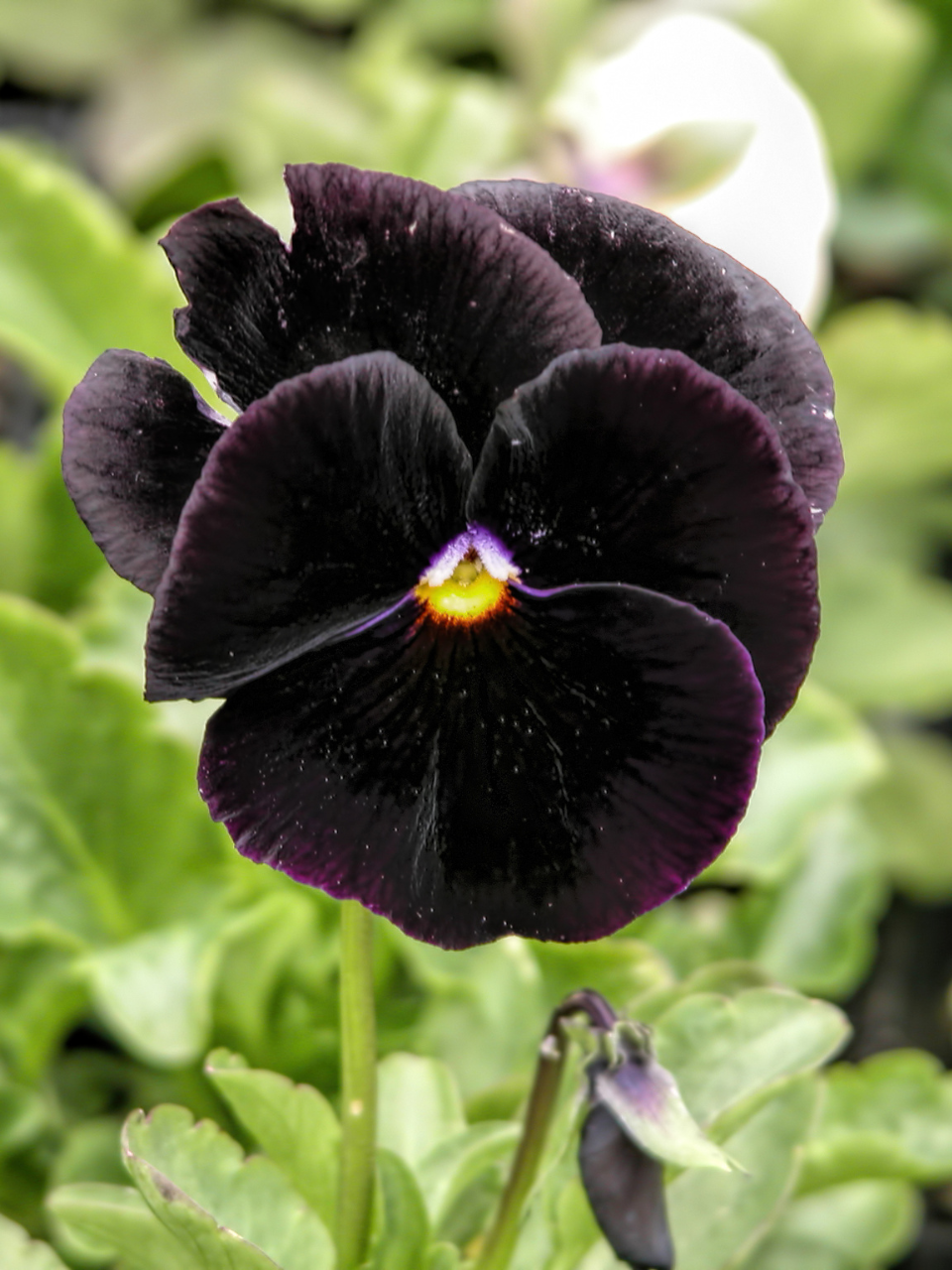 Fleurs noires de pensées