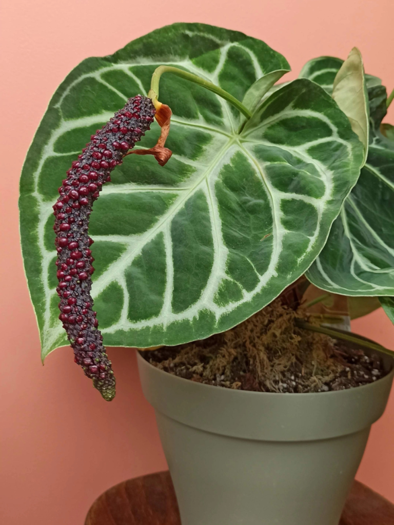 Récolter les baies et graines d'Anthurium